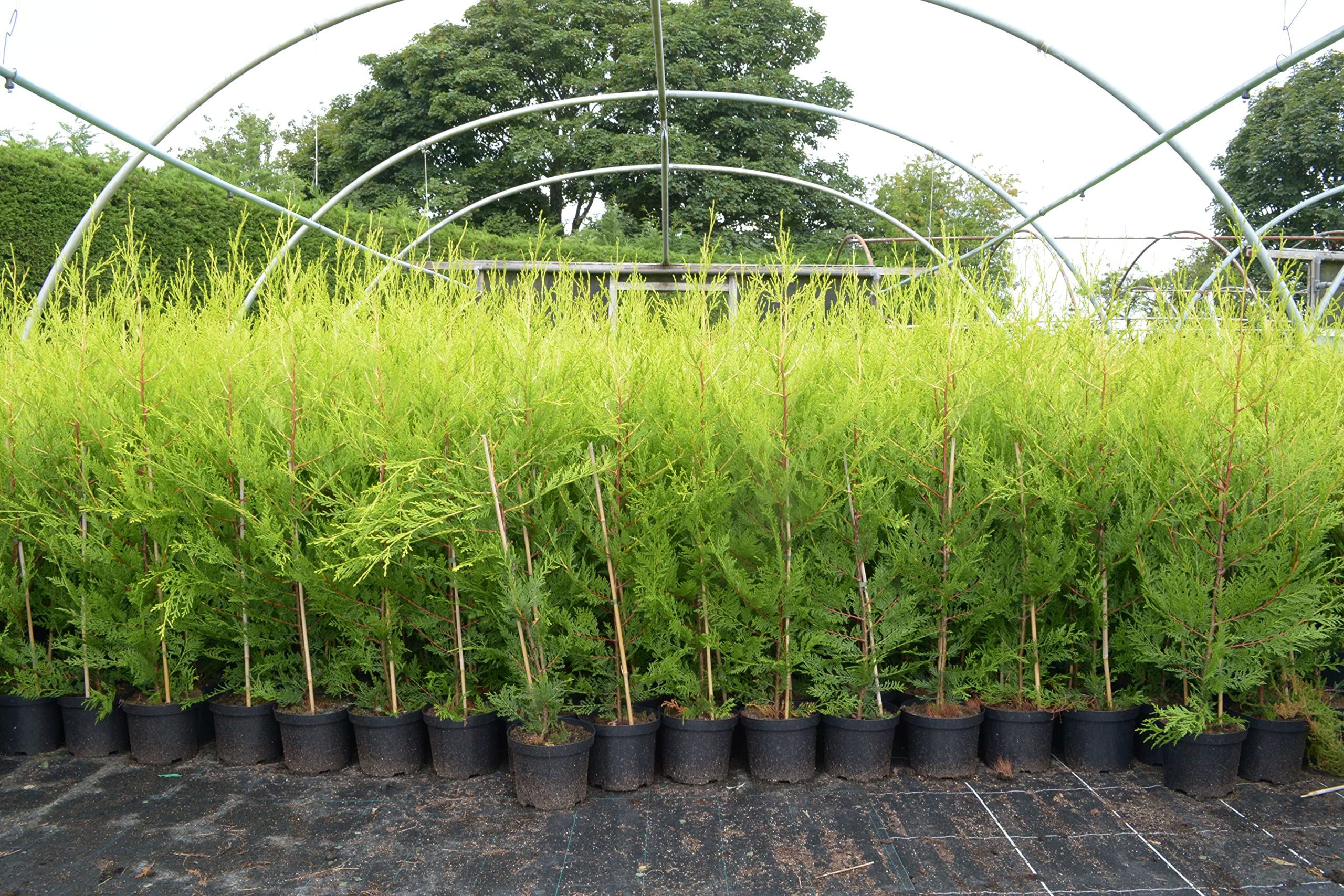10 X 90-120cms CASTLEWELLAN LEYLANDII Gold Hedging CONIFERS Plant 2ltr POTS 3-4ft