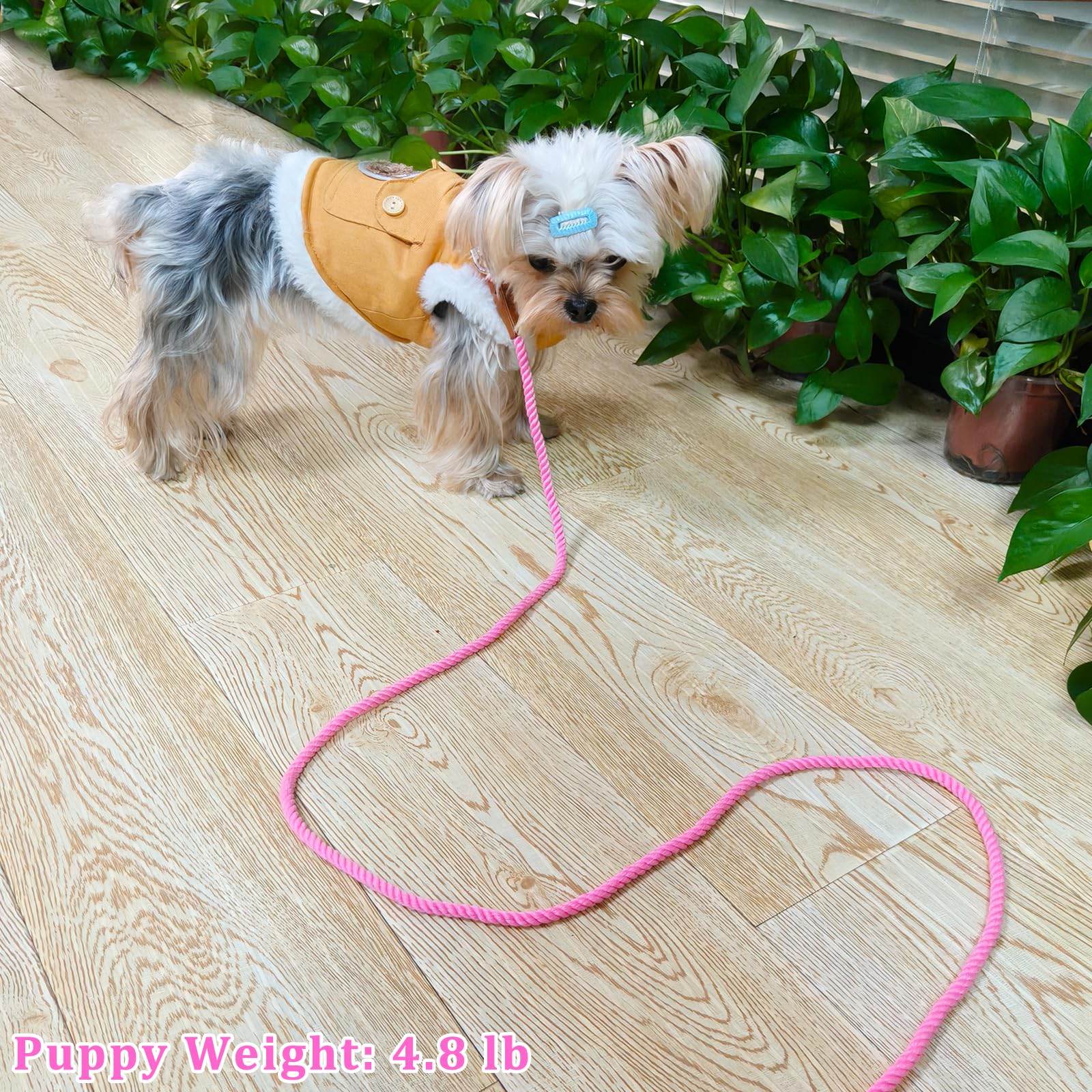 Laisse rose de 1,5 m pour petits chiens – Laisse légère et douce en coton tressé de 0,6 cm pour petites races/chats, promenades quotidiennes, dressage