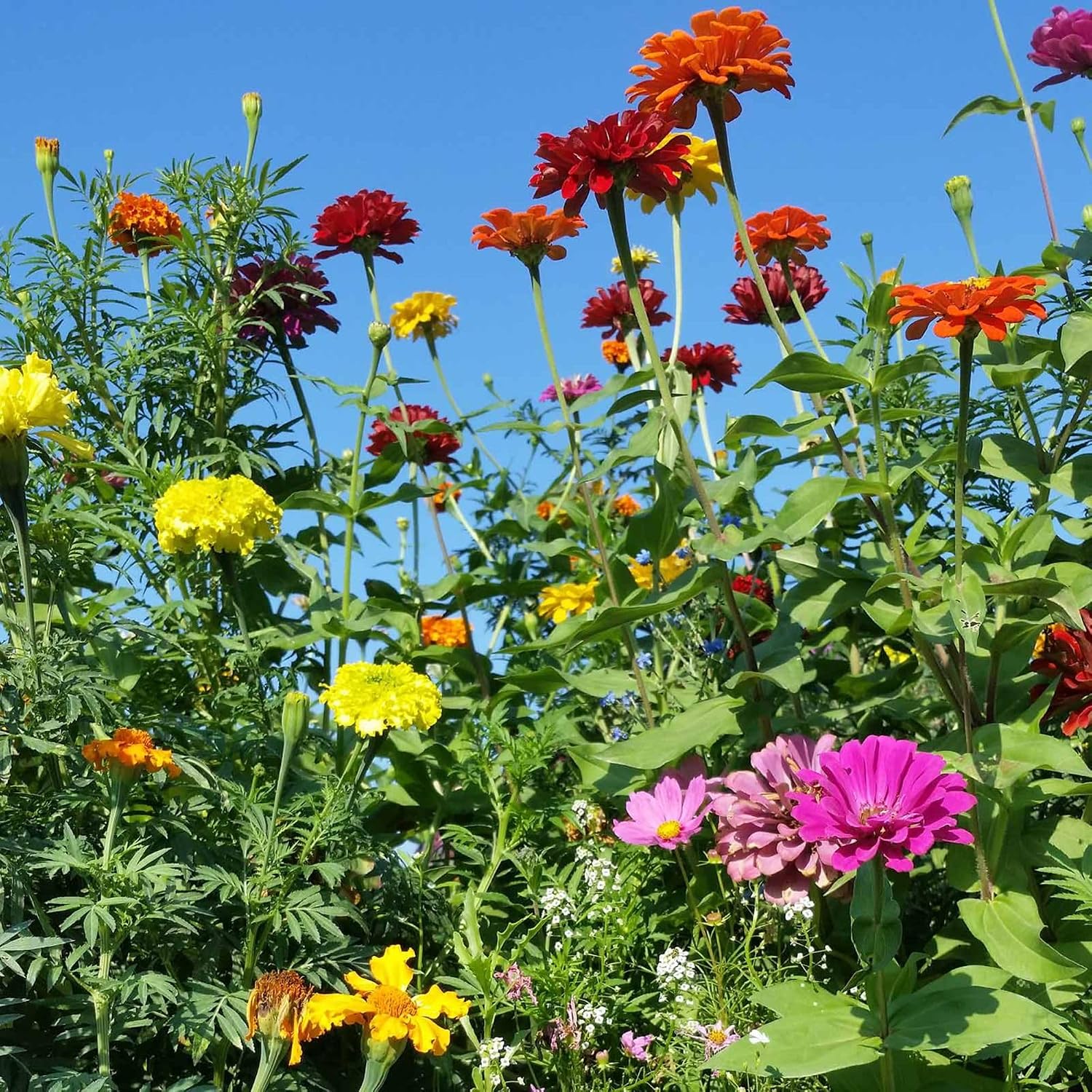 Annual Cut Flower Seed Mix (1 Lb)