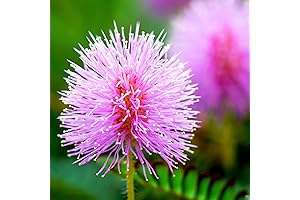 Outsidepride: Quick-Growing Sensitive Plant Seeds for Limitless Gardening Possibilities