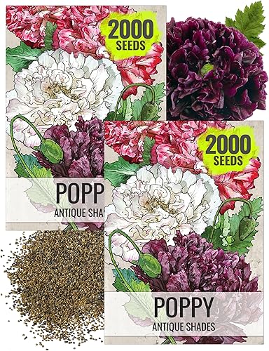 Seed Needs, Antique Shades - Semillas de peonía y amapola  5,000 semillas de reliquia para plantar papaver paeoniflorum  Atrae mariposas y otros