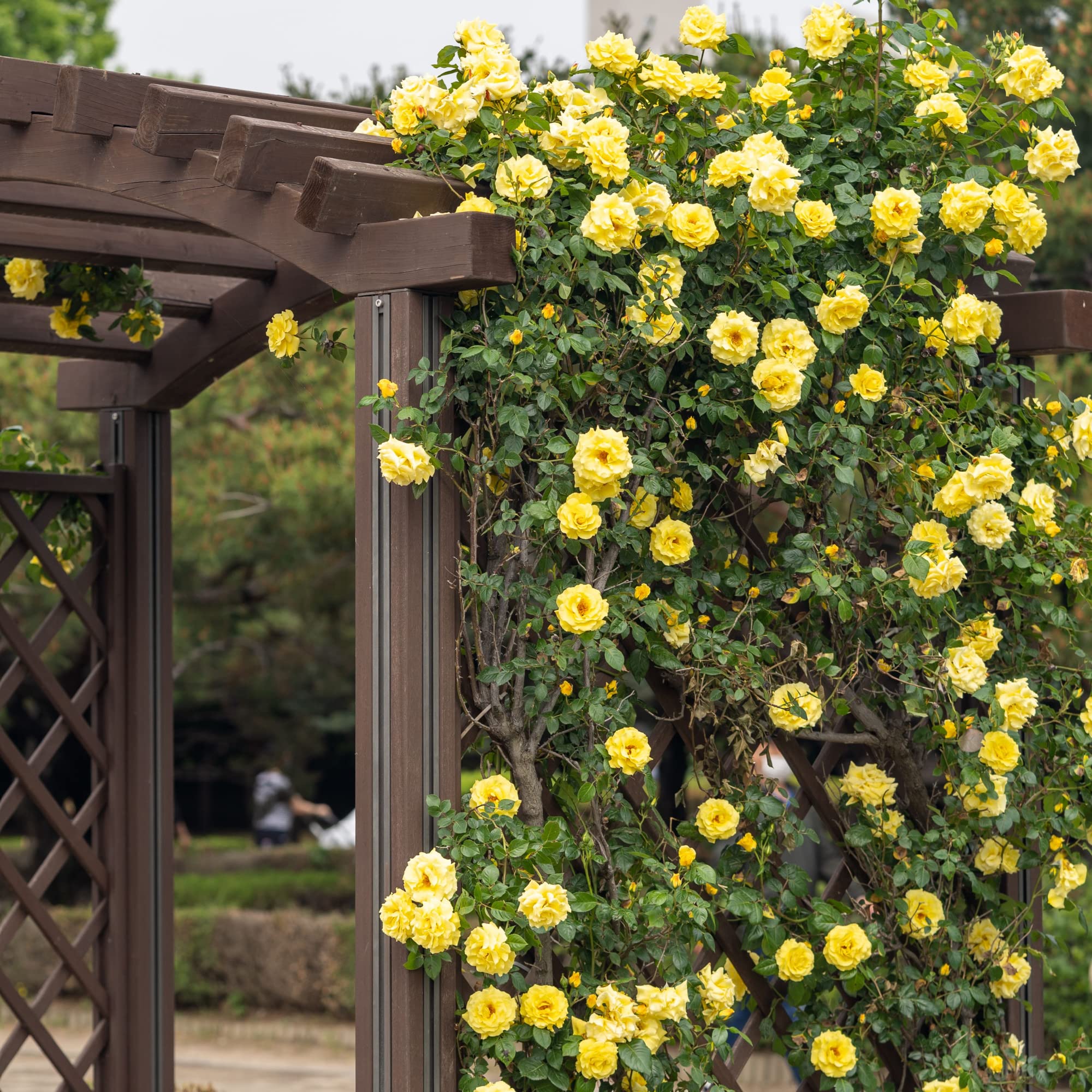 Bryncir Garden Centre Climbing Garden Roses, Vibrant Colourful Climbing Perennial Shrub (Gold fassade (Yellow))