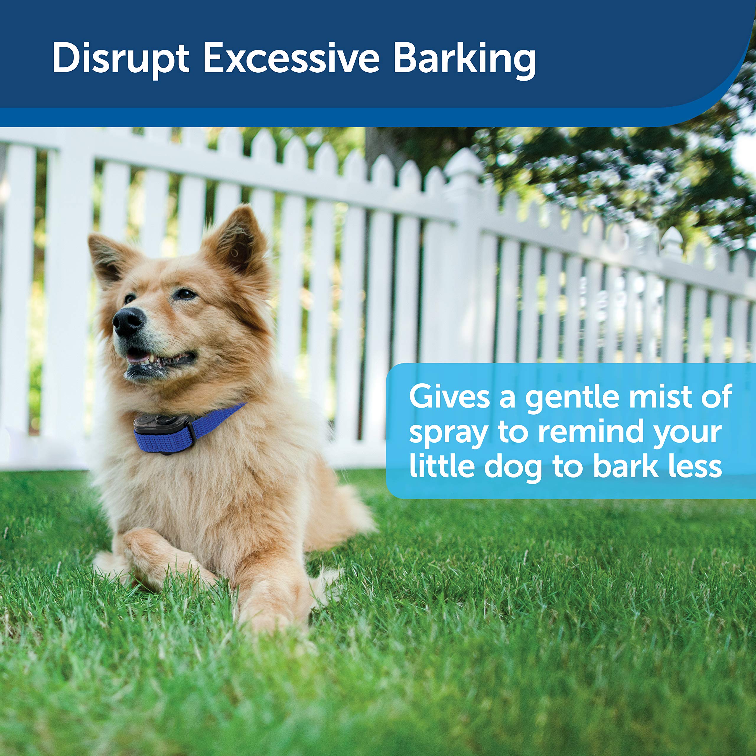 certain yapping dogs for short