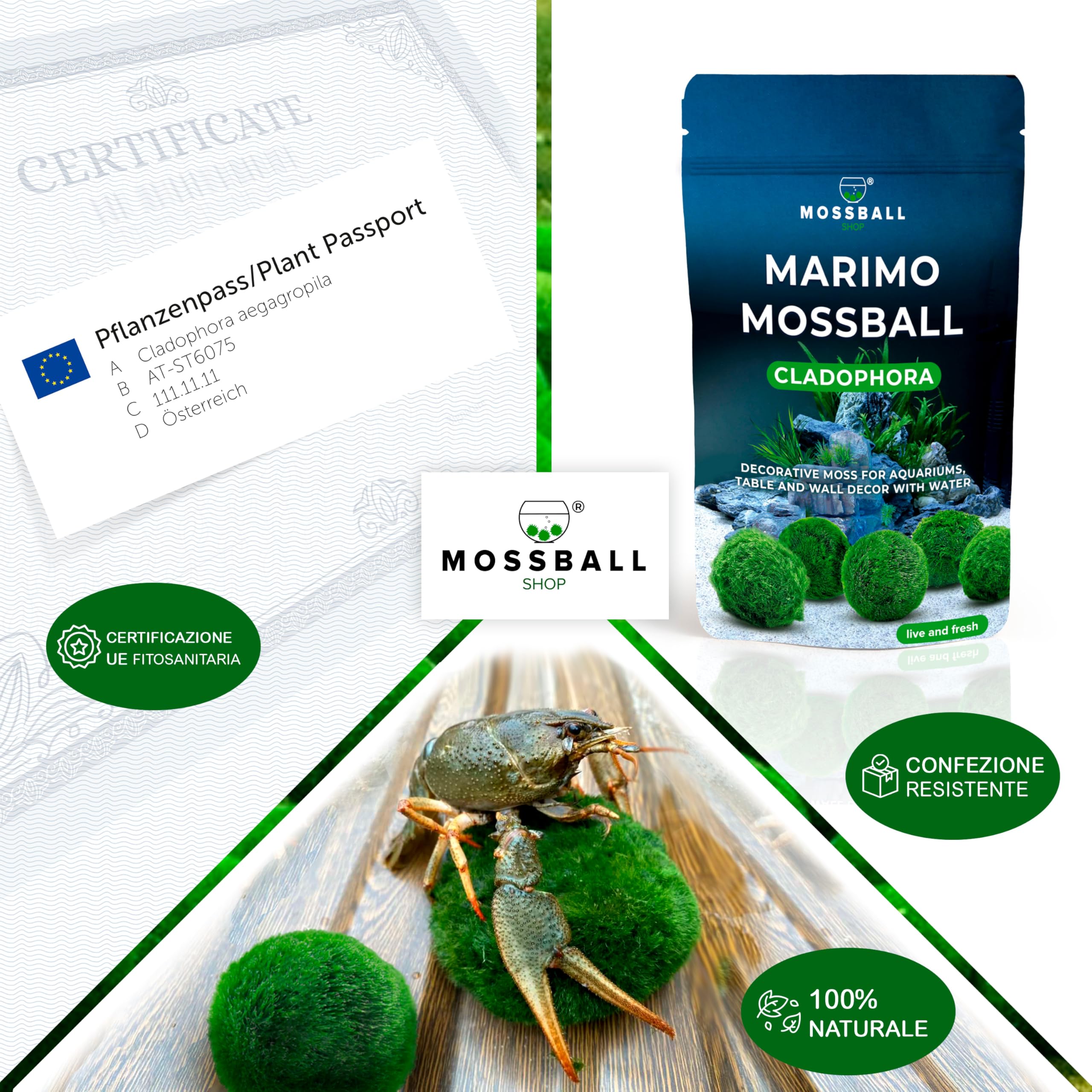 Marimo Alga Viva - 21 - Alga Palla Naturale per Acquario Piante Vere Acquario Acqua Dolce Ecosistema Autosufficiente Marimo Regalo, Moss Ball 2-4 cm per Nano e Grandi Acquari