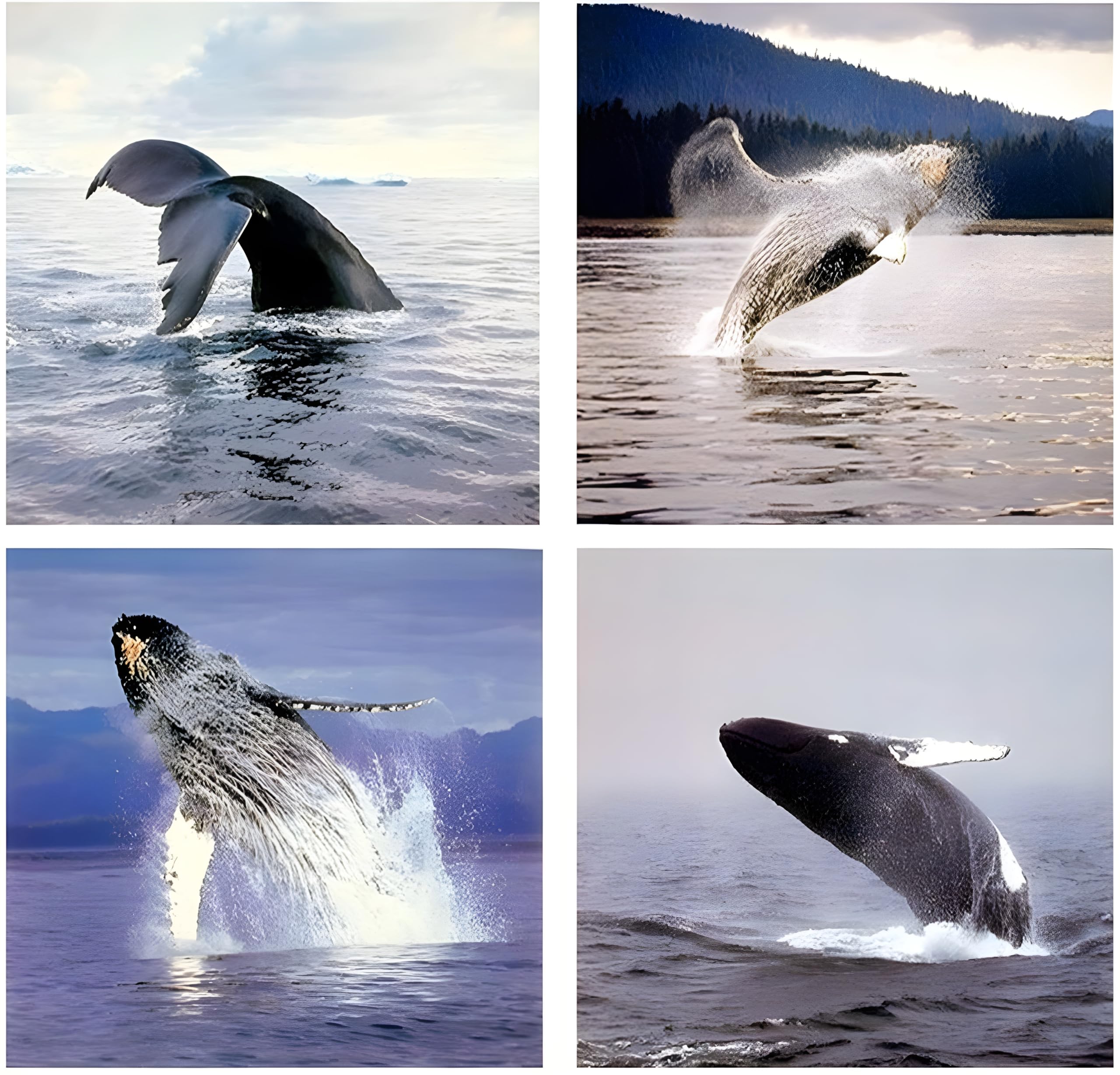 Amazon.com: Impact Posters Gallery Ocean Wall Decor Humpback Whale