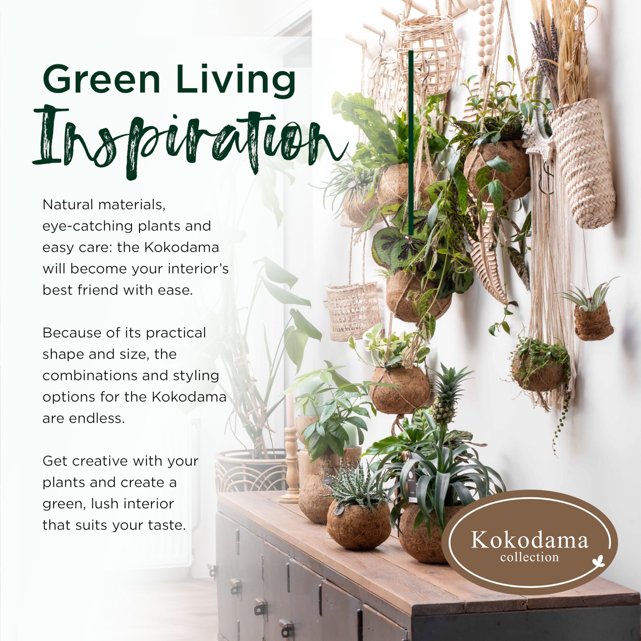 Amazon.com: Better-GRO 17 Hanging Kokodama with Birds Nest Fern -  Biodegradable, Natural Planter for Indoor/Outdoor Spaces, Sustainable Home  Decor Accent : Grocery & Gourmet Food
