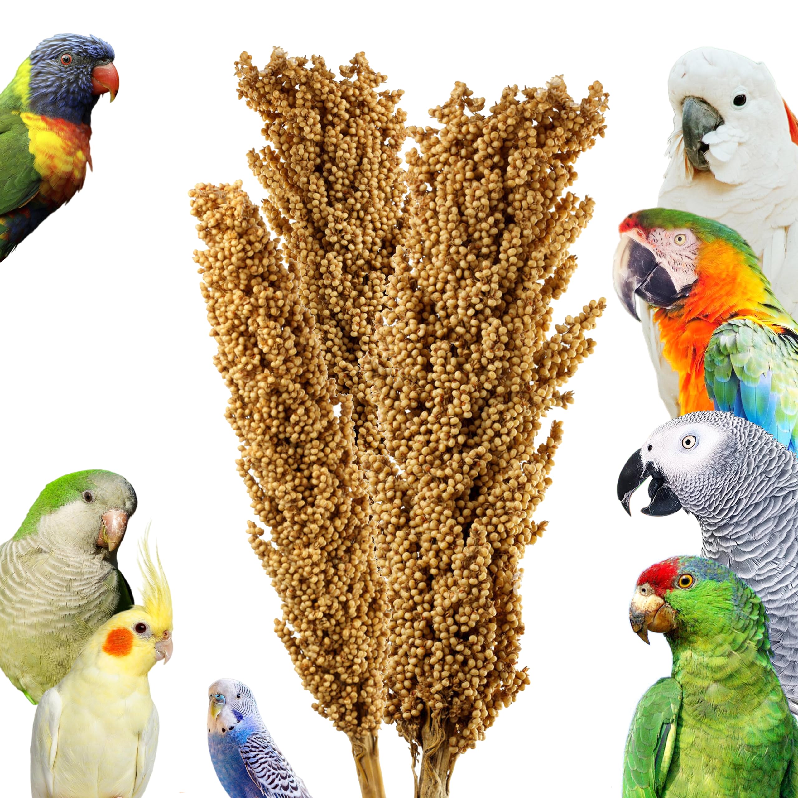 Congo® 150gm Sorghum Hills | Nutritional Chewing Food and Toy | for Finches, Lovebirds, Budgies, Cockatiels, Conure and Other Birds, 150gm (B0DBLG1DF8) Amazon Price History, Amazon Price Tracker