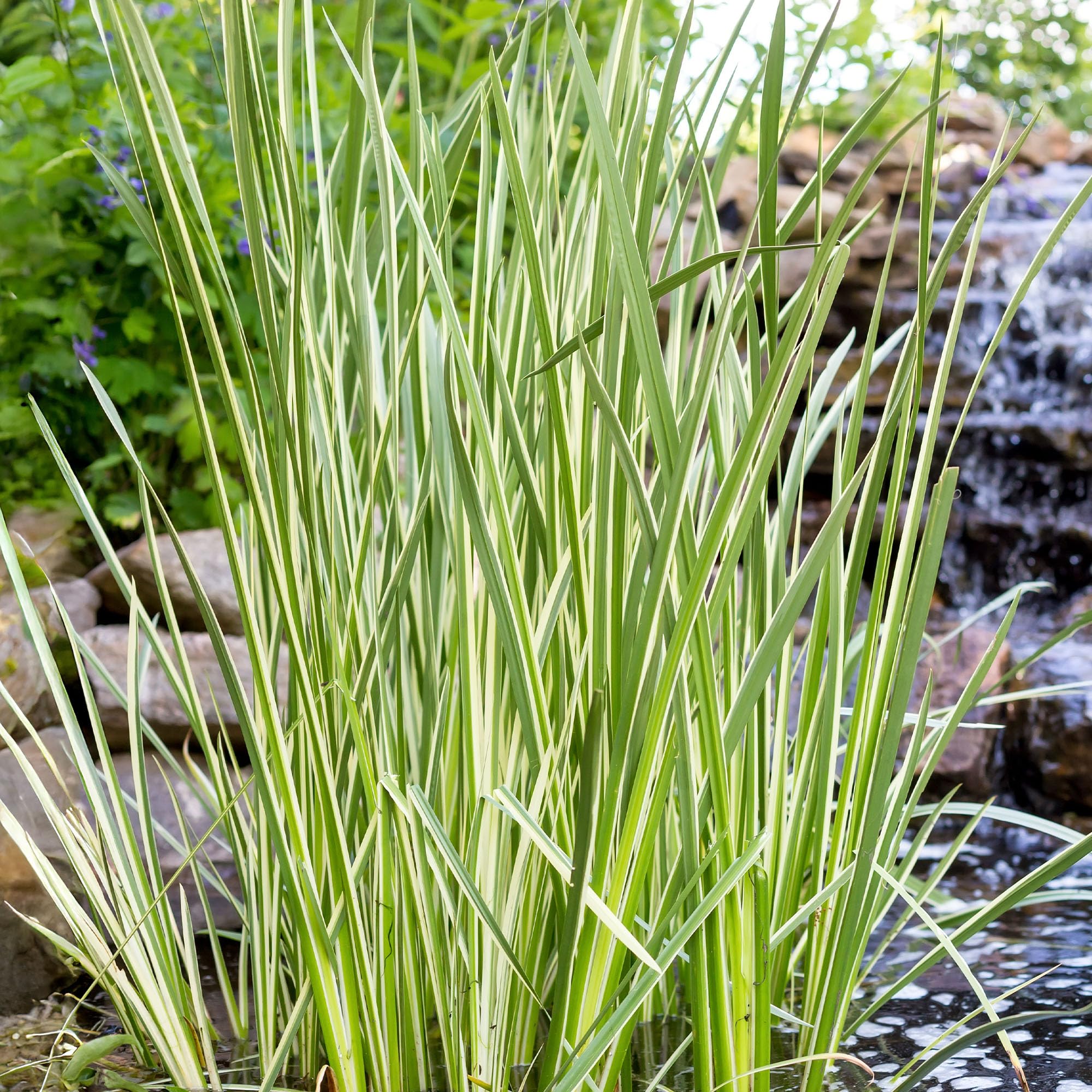 Acorus Variegatus - Variegated Slender Sweet Flag Ornamental Grass Plant - Ornamental Grasses Outdoor Garden Ready for Damp, Shady Parts of the Garden - Semi Evergreen Plants (2 Litre Pot, 20-30cm)
