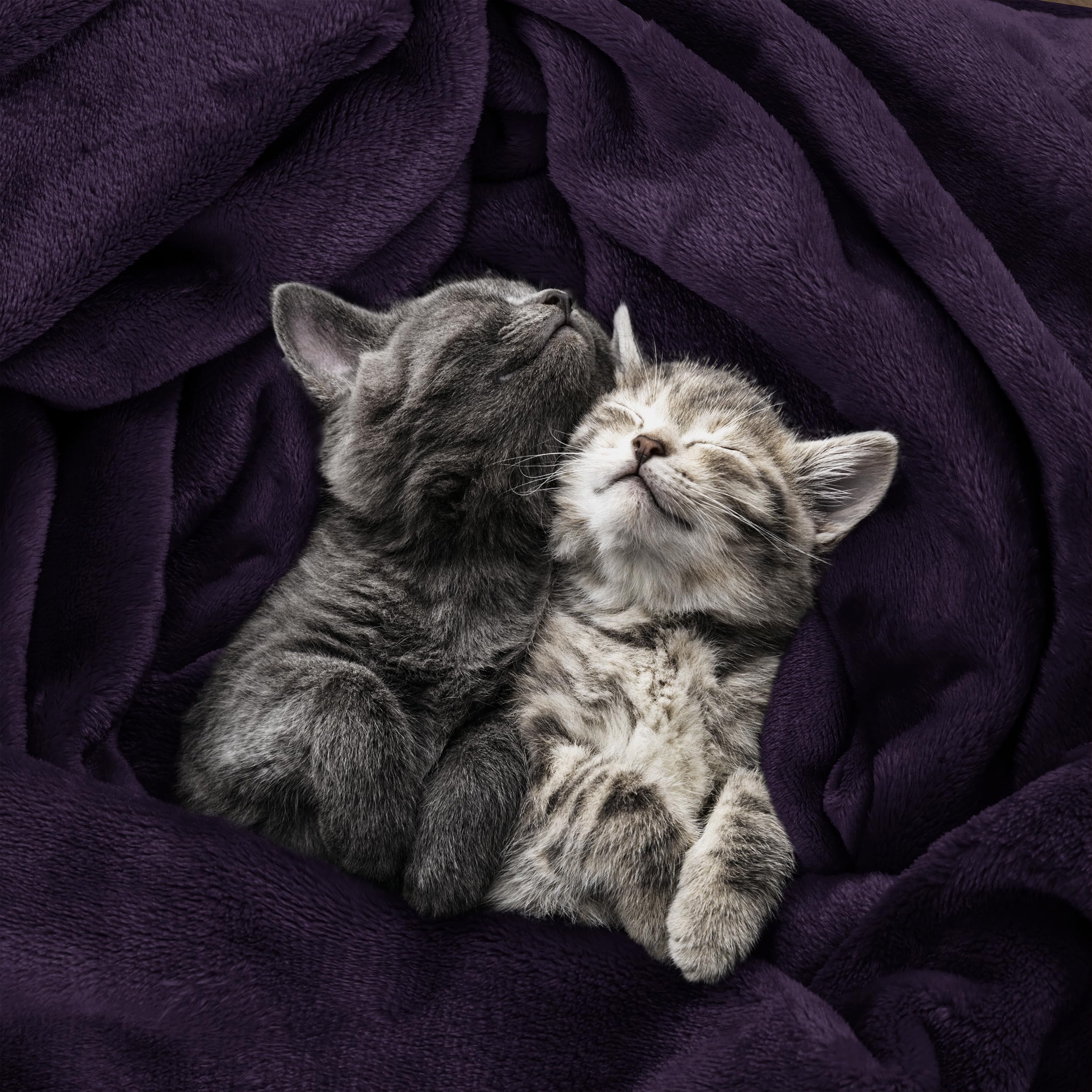 Utopia Bedding Coperta Pile Blanket [150x200 cm, Viola] Coperta Calda per Letto, Divano, Sedia e Divano - 300 GSM Morbida, Accogliente e Spessa per Tutte le Stagioni