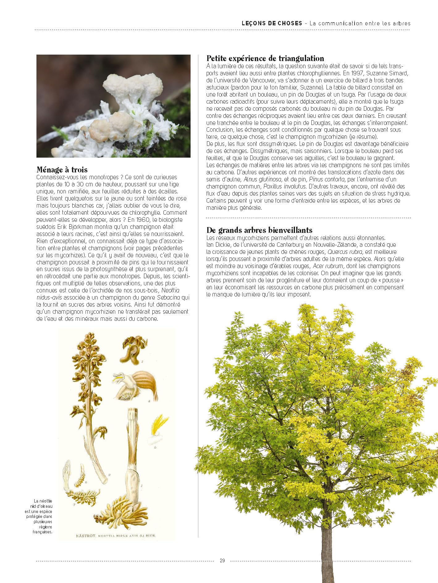 Arbres: Tous les savoirs, toutes les histoires, tous les pouvoirs, tous les espoirs...