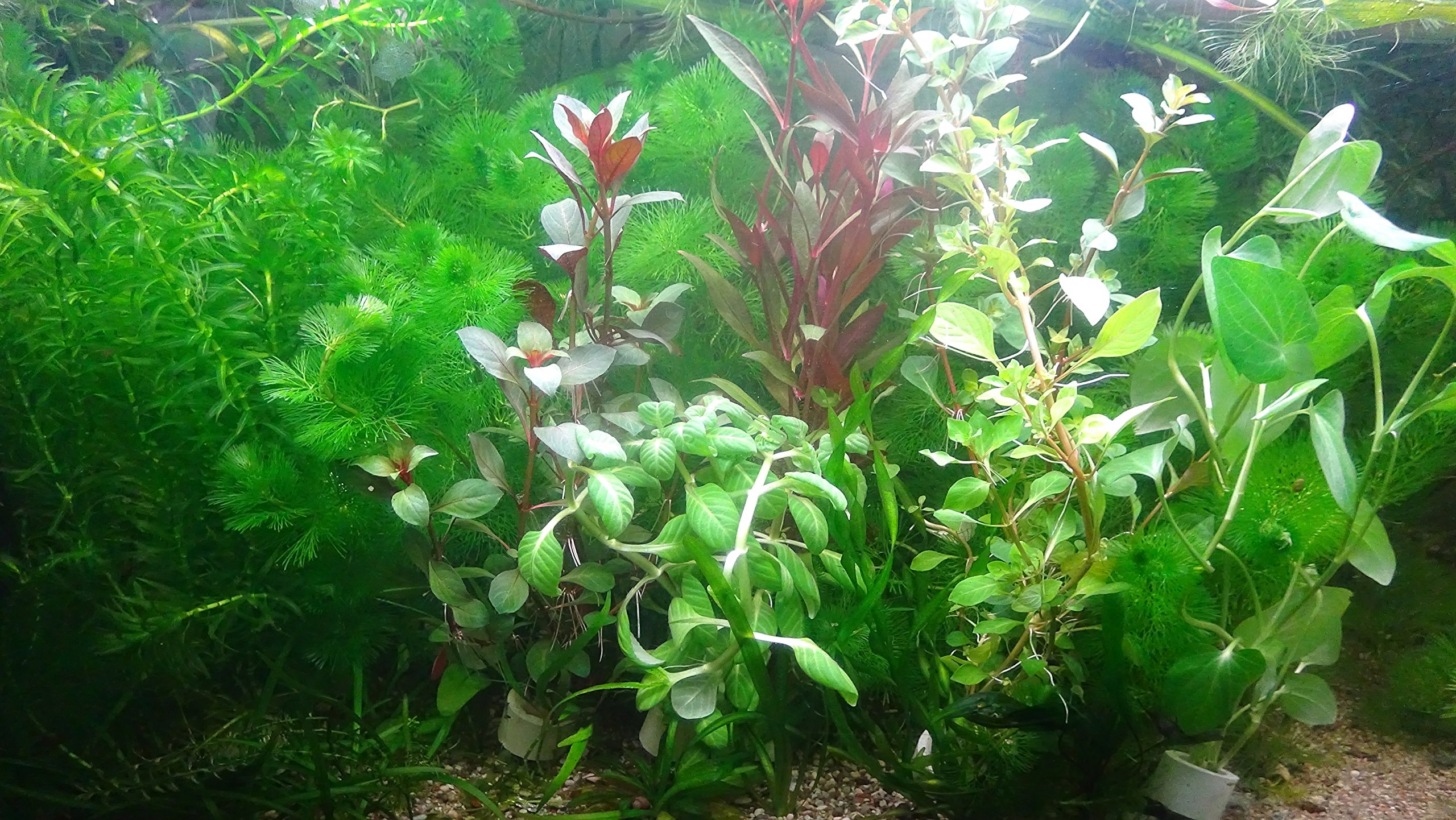 Aqua Plants 40 Plantas de Acuario en Vivo colección de Plantas acuáticas