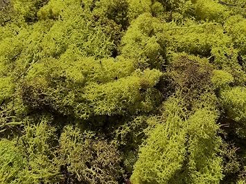 WWS Light Green Lichen/Model Moss 60g