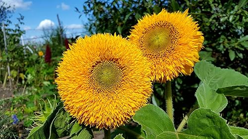Miniatura 3 de Semillas Ornamentales Doble Girasol Teddy Bear (Helianthus annuus) Flores anuales Hermoso jardín al aire libre cortado para plantar sin OMG