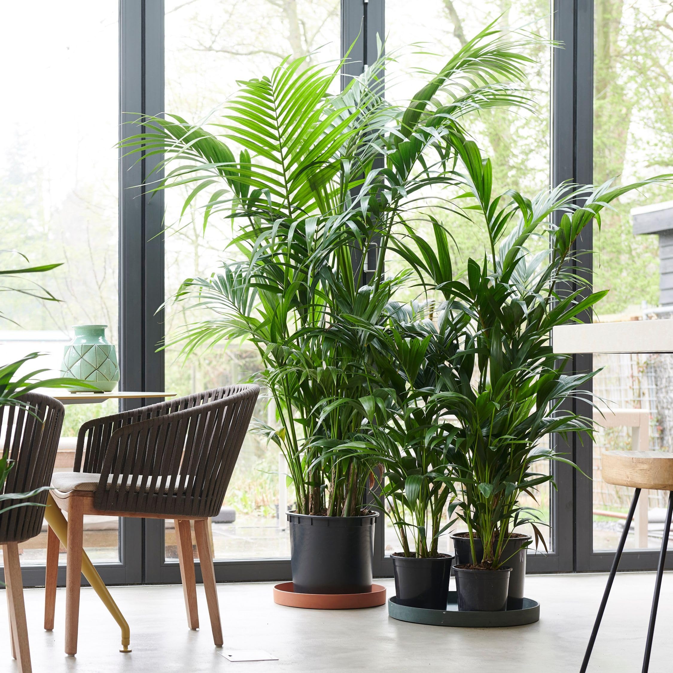 Plant in a Box - Howea forsteriana - Set de 2 - Palmera de interior - Kentia - Maceta 18cm - Altura 90-100cm - Planta verde - Siempre verde