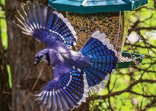 Blue Jay Speed Fine Art - Rompecabezas de 1000 piezas para adultos y adolescentes PuzzQuest