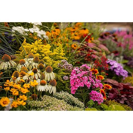 Stauden Mischung für den Bauerngarten, verschiedene winterharte Stauden, je im 12cm Topf (6 Pflanzen je im 12cm Topf)