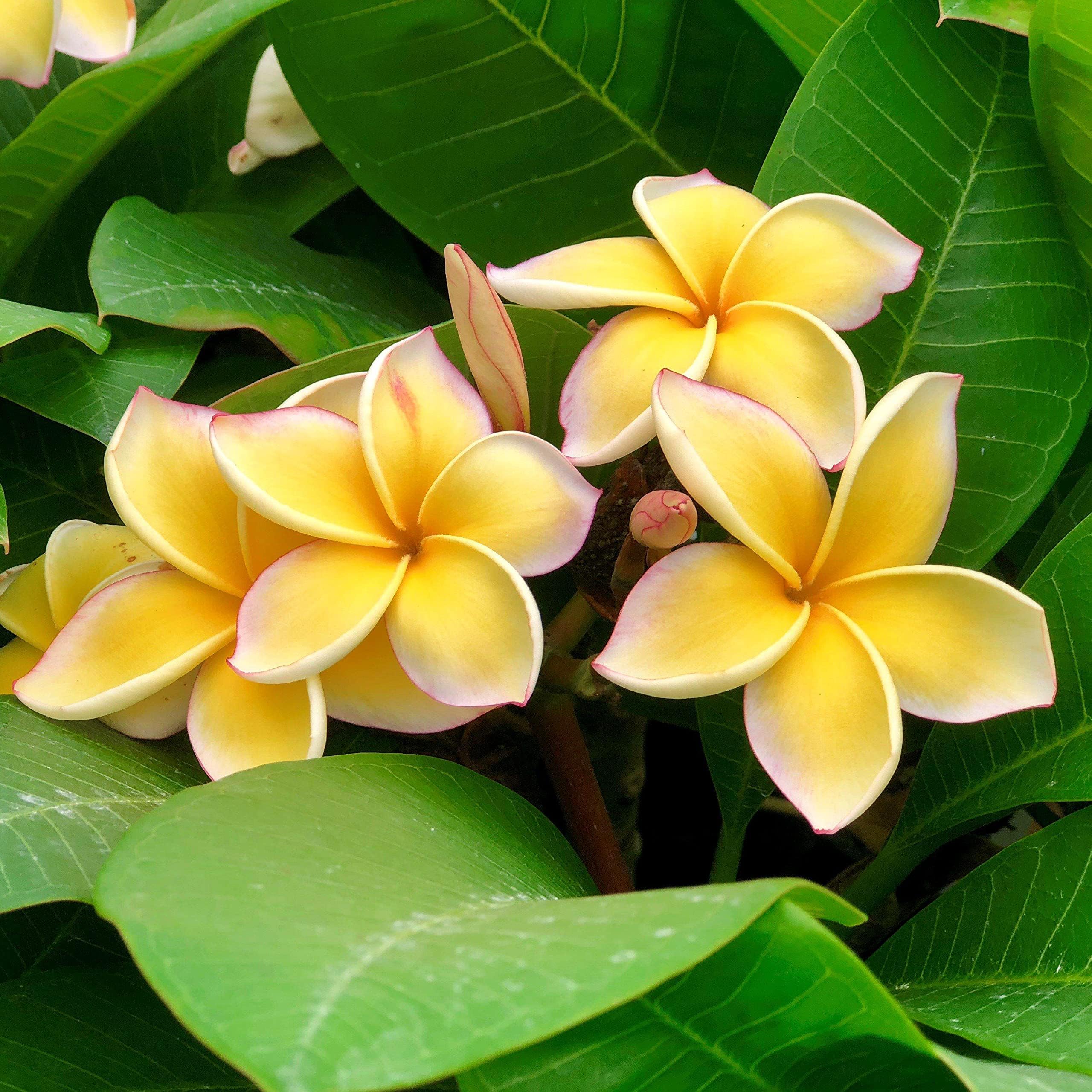 Yellow Plumeria Cuttings 2 Pack #LL46 by Discount Hawaiian Gifts
