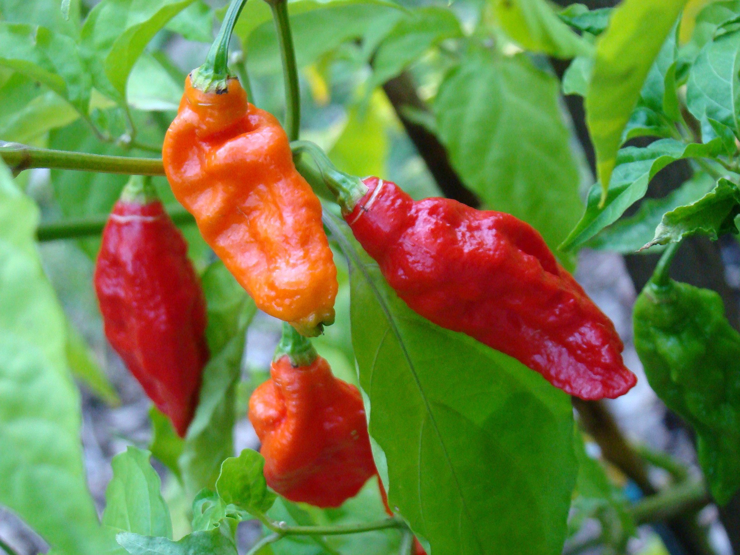 Semi Di Peperoncino Ghost Bhut Jolokia - 1.000.000 SHU, 20+ Semi, Organico - Foto 2