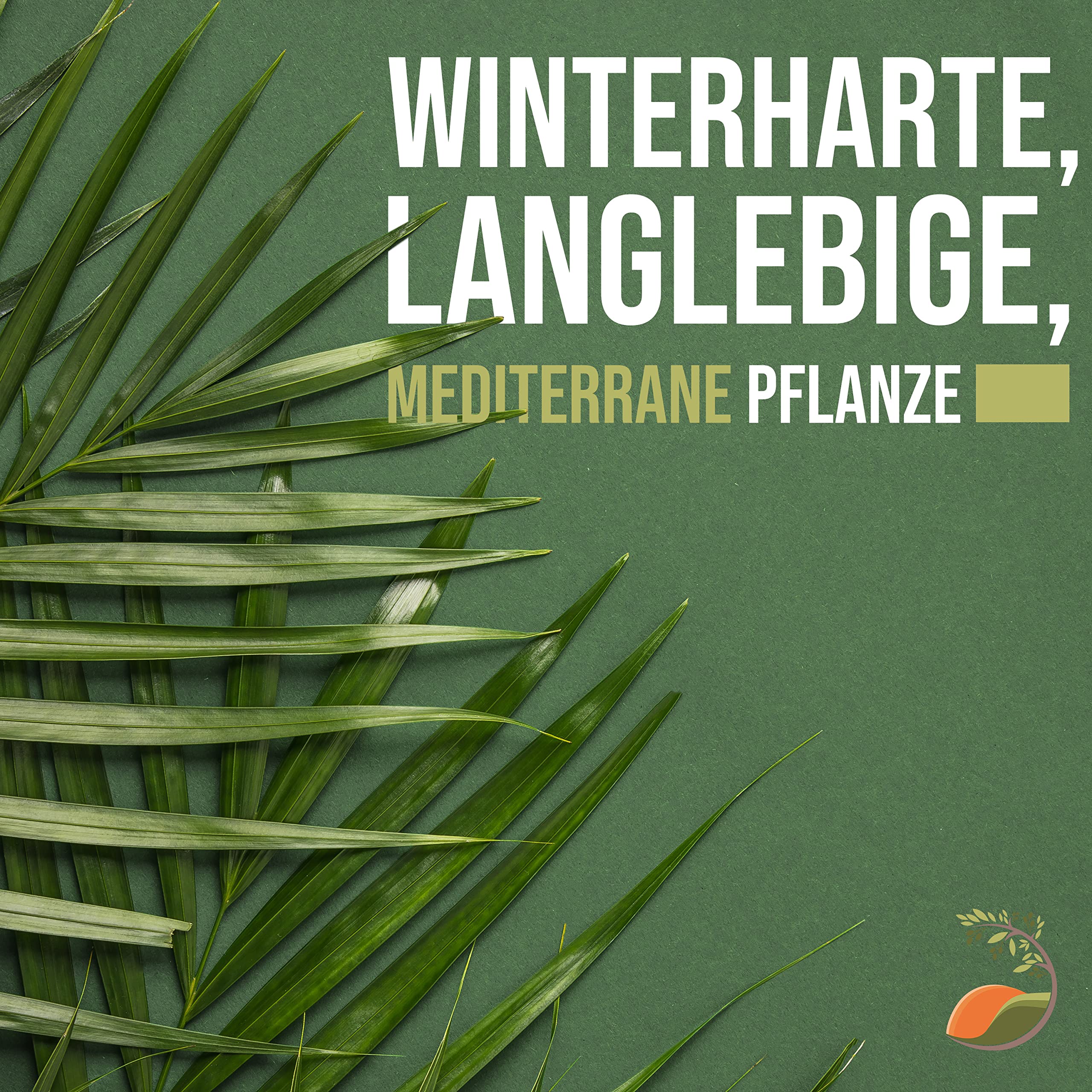 Tropictrees Trachycarpus Fortunei Hanfpalme winterschutz mit einer Stammhöhe von 30-40 cm | Höhe 140 cm | Gelbe und grüne Blätter | Winterschutz Palme für drinnen und draußen