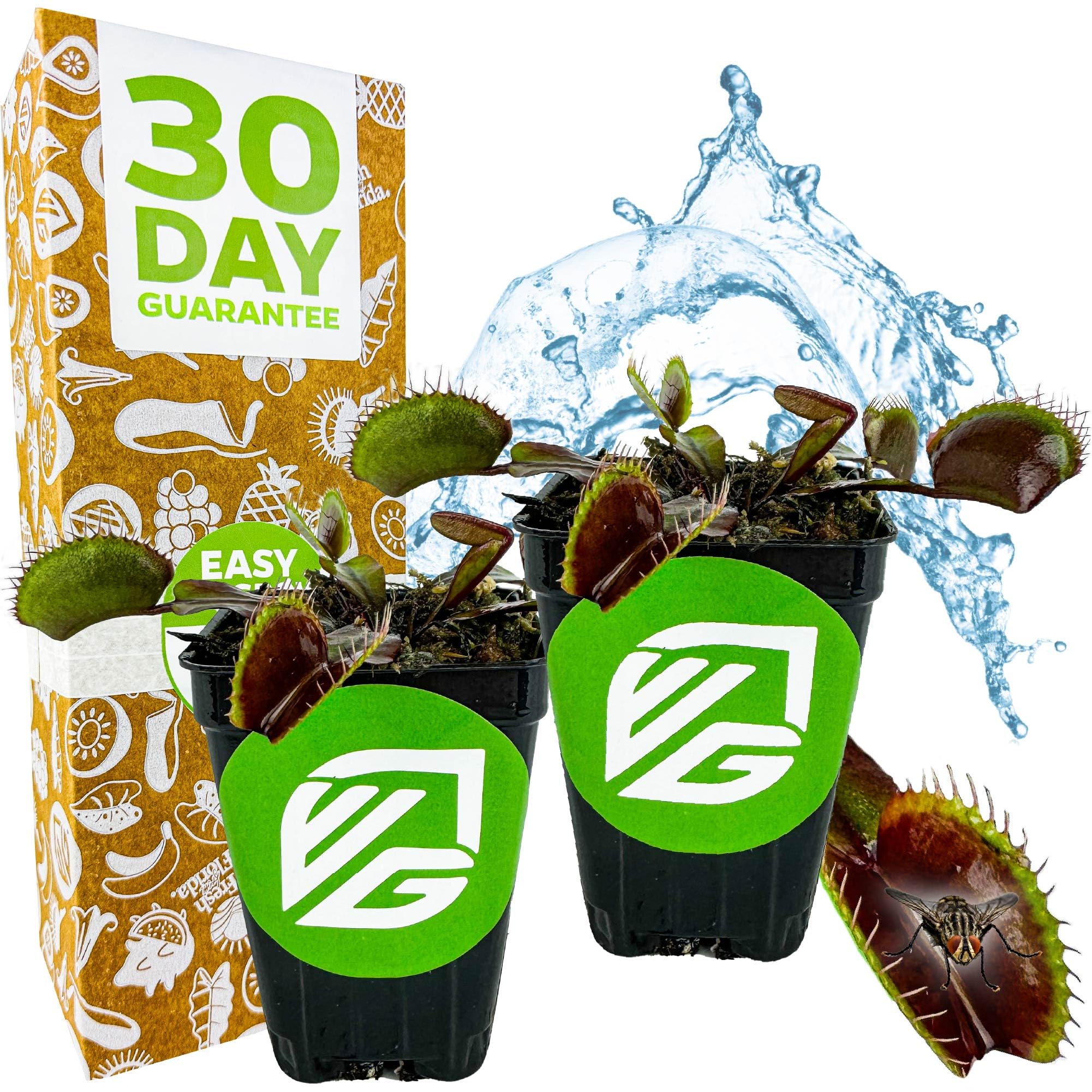 Akai Ryu Venus Fly Trap Red Dragon 2-Pack