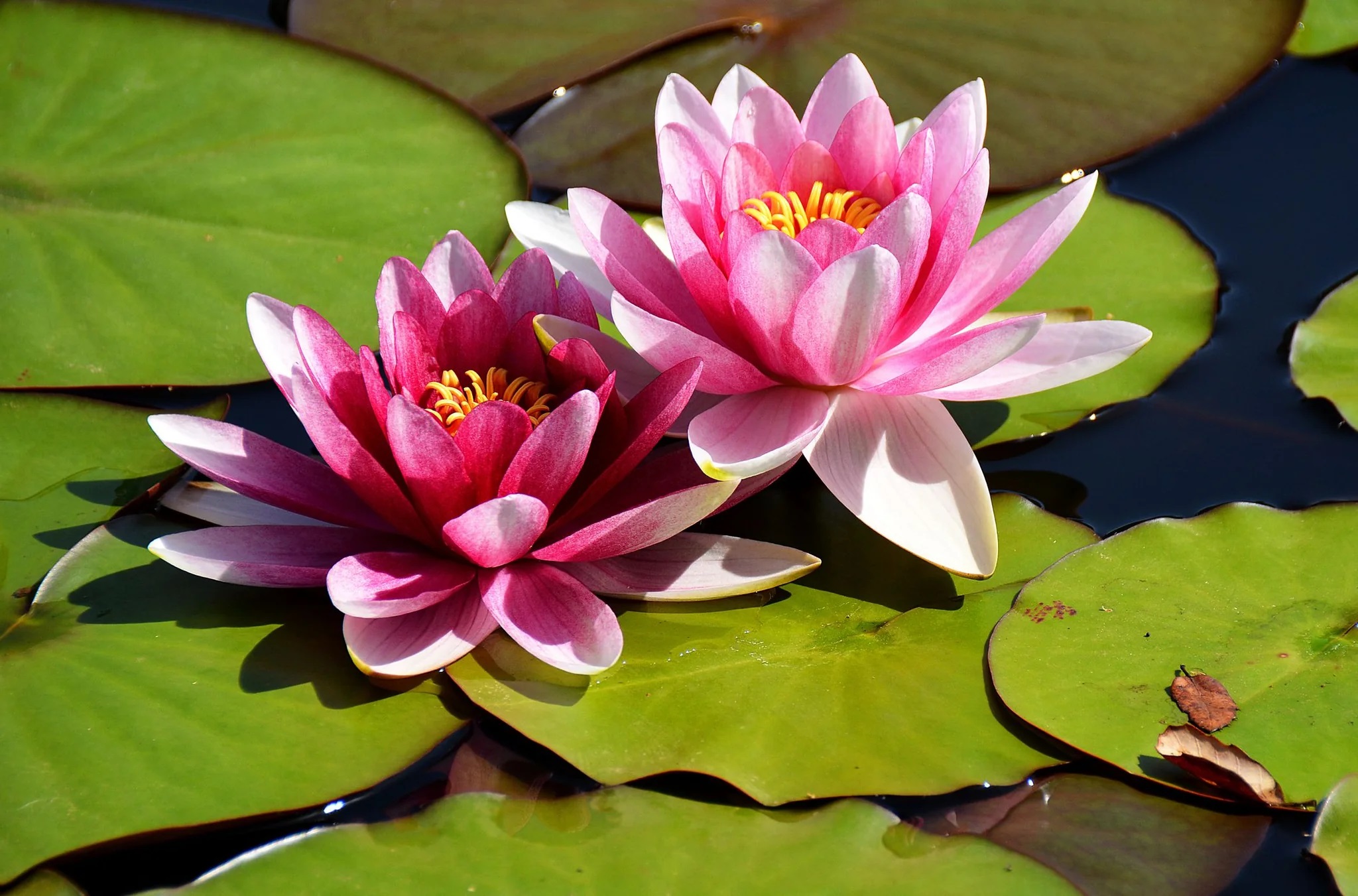 Amulya Farms Lotus Flower Seeds for Home Garden