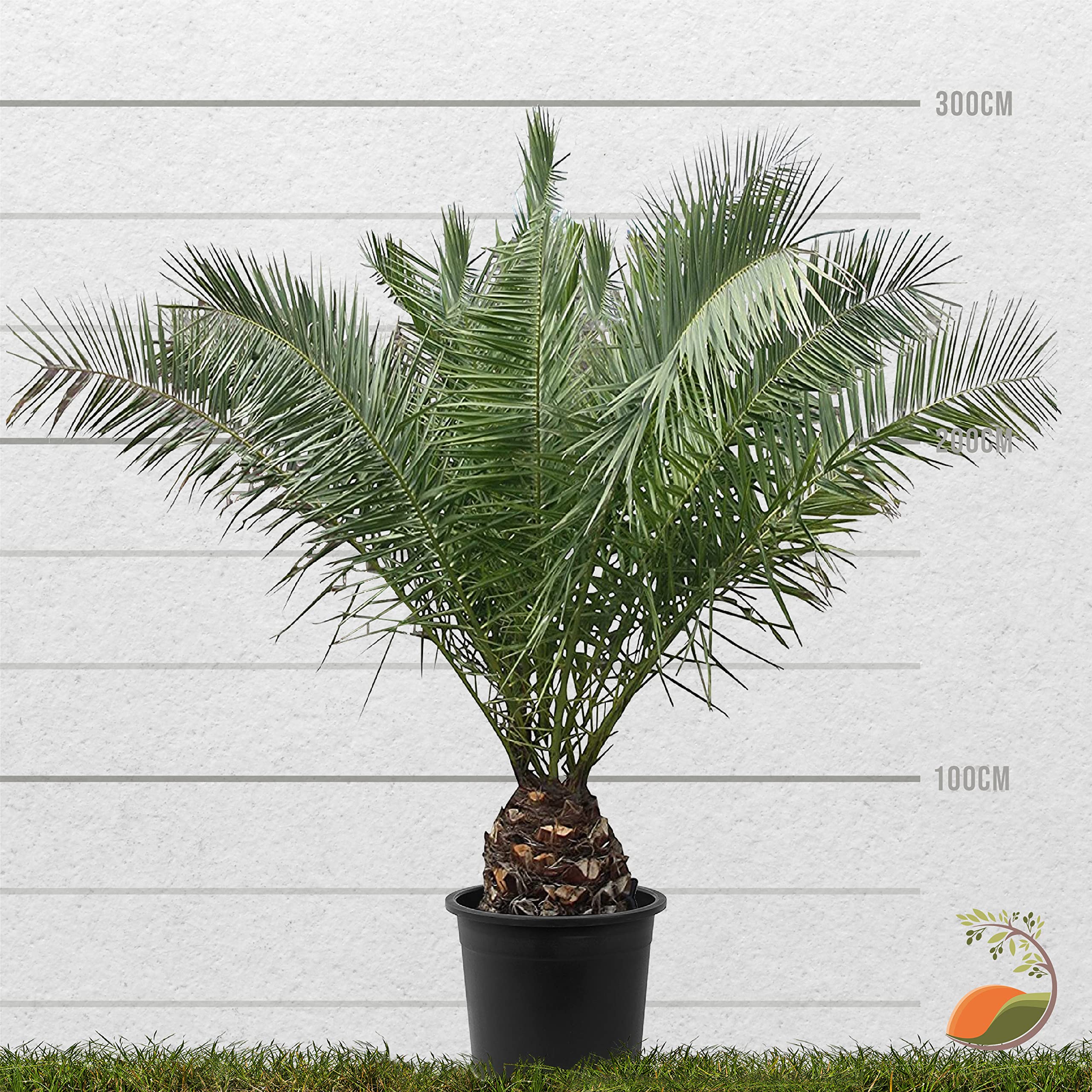 Phoenix Canariensis Dattier Canaries Palmier Phoenix Canariensis Tropictrees 100cm - Dattier Canaries Rustique Extérieur Faux Palmier Extérieur