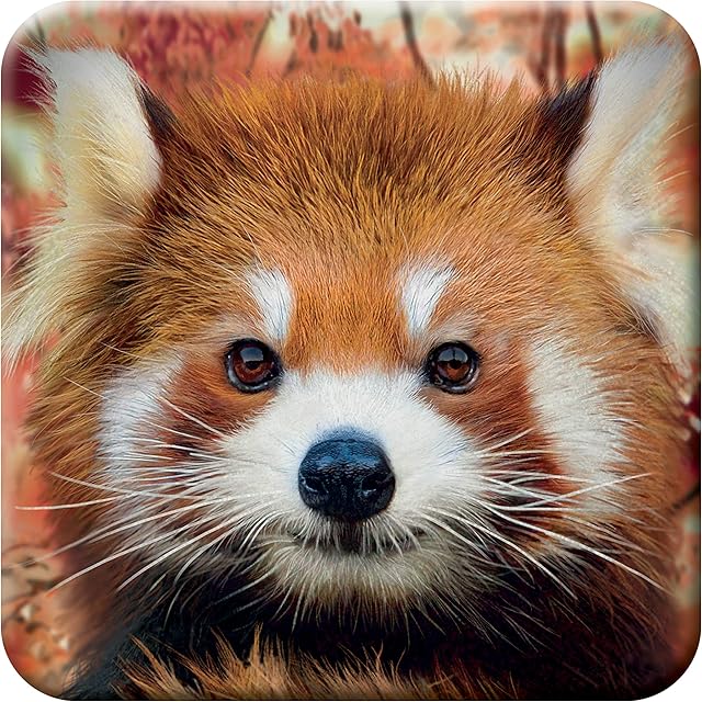 3D LiveLife Cork Coaster - Baby Red Panda from Deluxebase. Lenticular 3D Cork Animal Coaster. Non-slip drinks mat with original artwork licensed from renowned artist, David Penfound