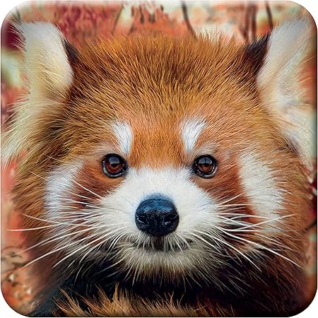 3d Livelife Sous Verre En Liege Bebe Panda Roux De Deluxebase Dessous De Verre Lenticulaire 3d Animal Antiderapant Avec Illustrations Originales Sous Licence De L Artiste Renomme David Penfound Amazon Fr Cuisine