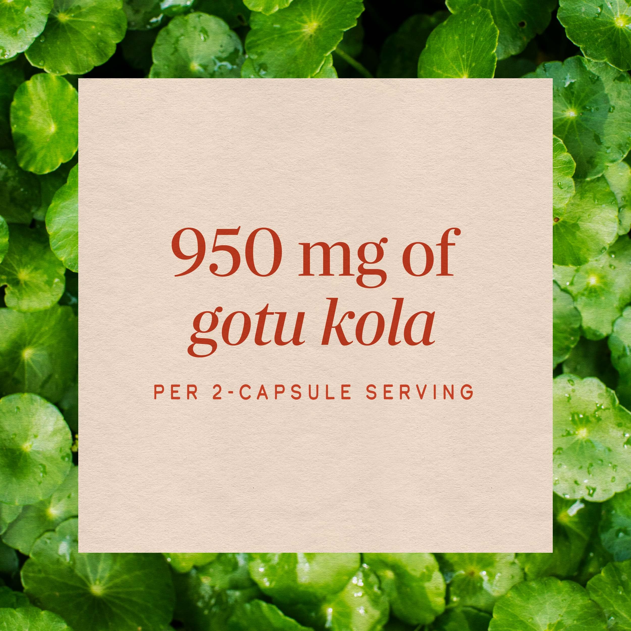 Nature's Way Premium Herbal Gotu Kola Herb 950 mg per Serving 180 VCaps — Amazon image 4