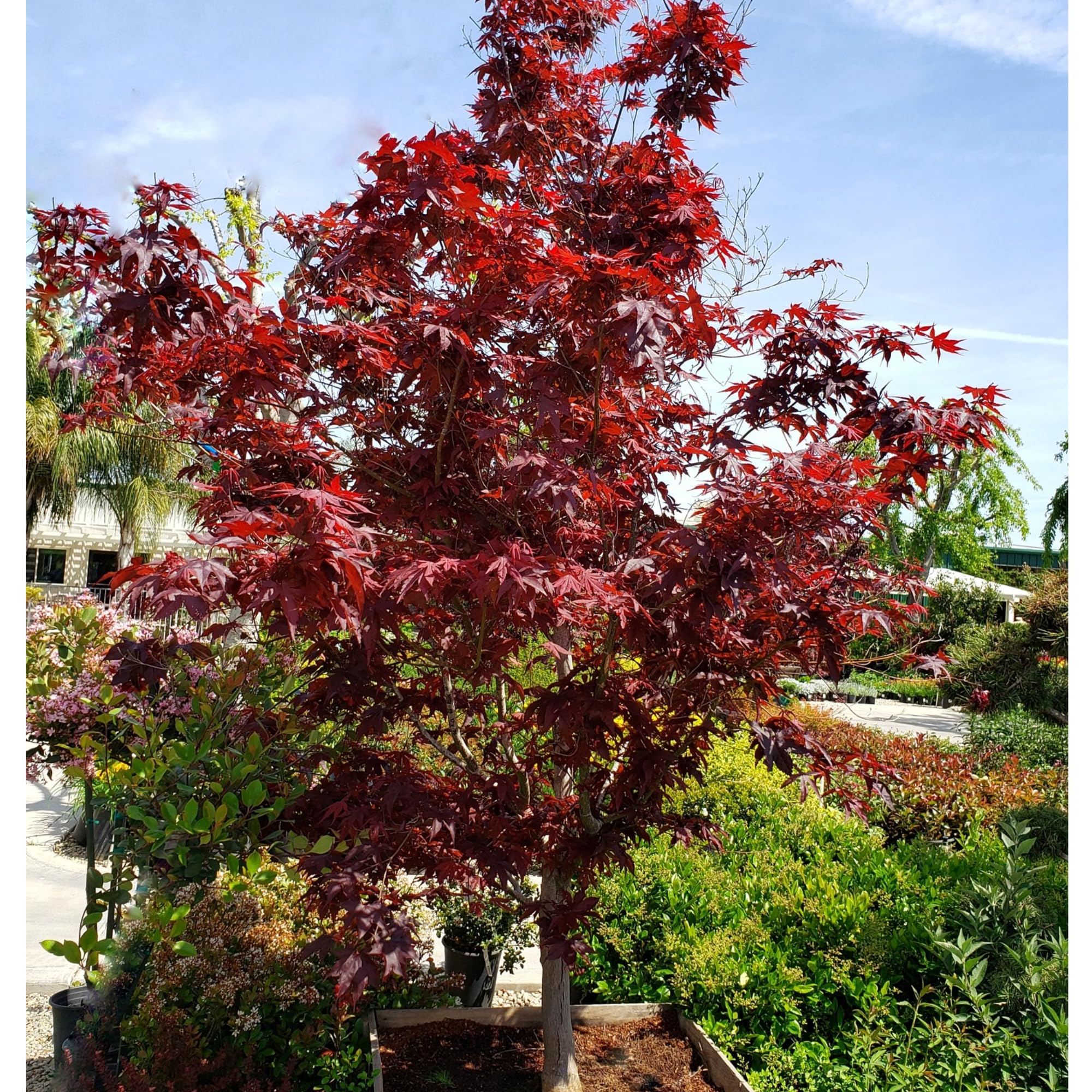 Amazon.com: Fireglow Japanese Maple Tree – Hardy Ornamental Acer