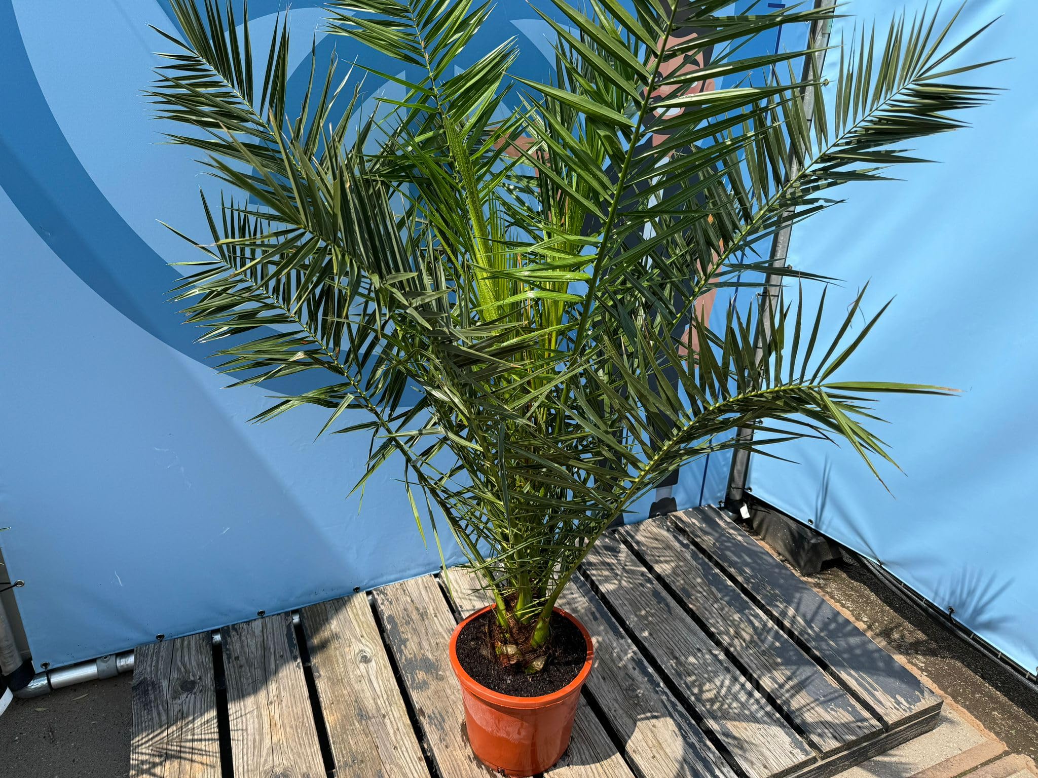 Sunny Tree - Palme - Phoenix canariensis -160 Zentimeter - Kanarische Dattelpalme - Palme für den Innen- und Außenbereich - Exotische Pflanzen - Gartenpalme - A+