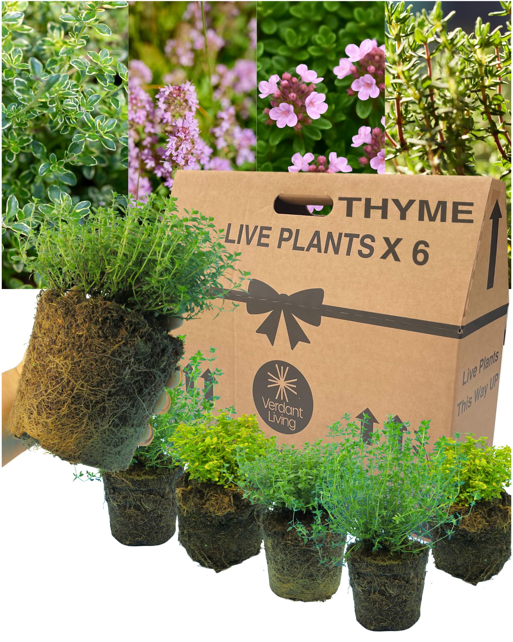 Set of 6 Outdoor Garden Ready Thyme Growers Choice Mix. Aromatic Culinary Herbs with Evergreen Foliage & Pink Flowers. Ornamental Thymes for Pots & Borders. Supplied in Large 1L Rootballs. Peat Free