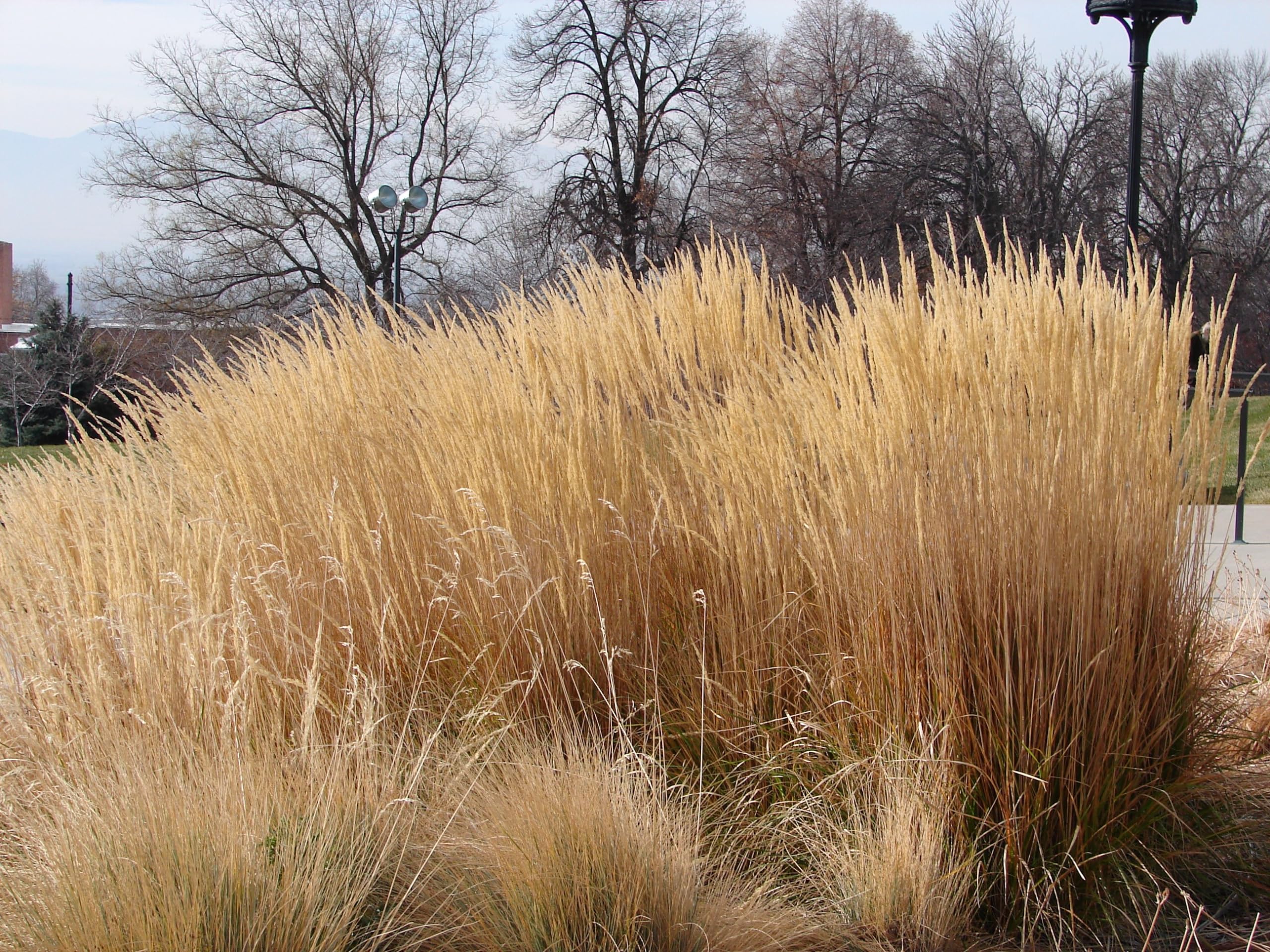 Stauden Gänge 10 x Calamagrostis x acutiflora 'Waldenbusch' Reitgras