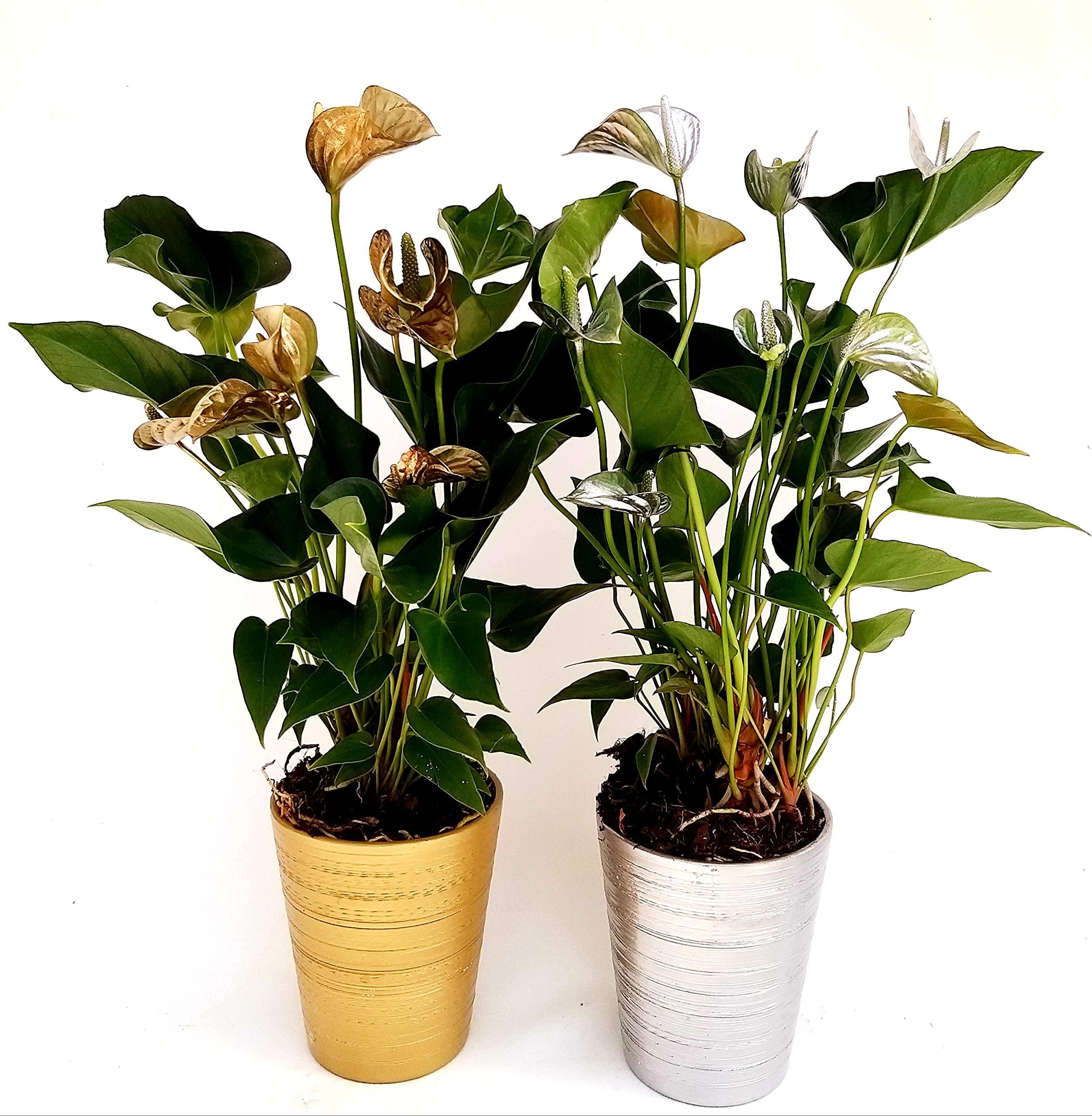 POWERS TO FLOWERS - ANTHURIUM COLOR LIFE ORO e ARGENTO IN VASO CERAMICA DORATO E ARGENTATO, VASO 14CM DIAMETRO, piante vere