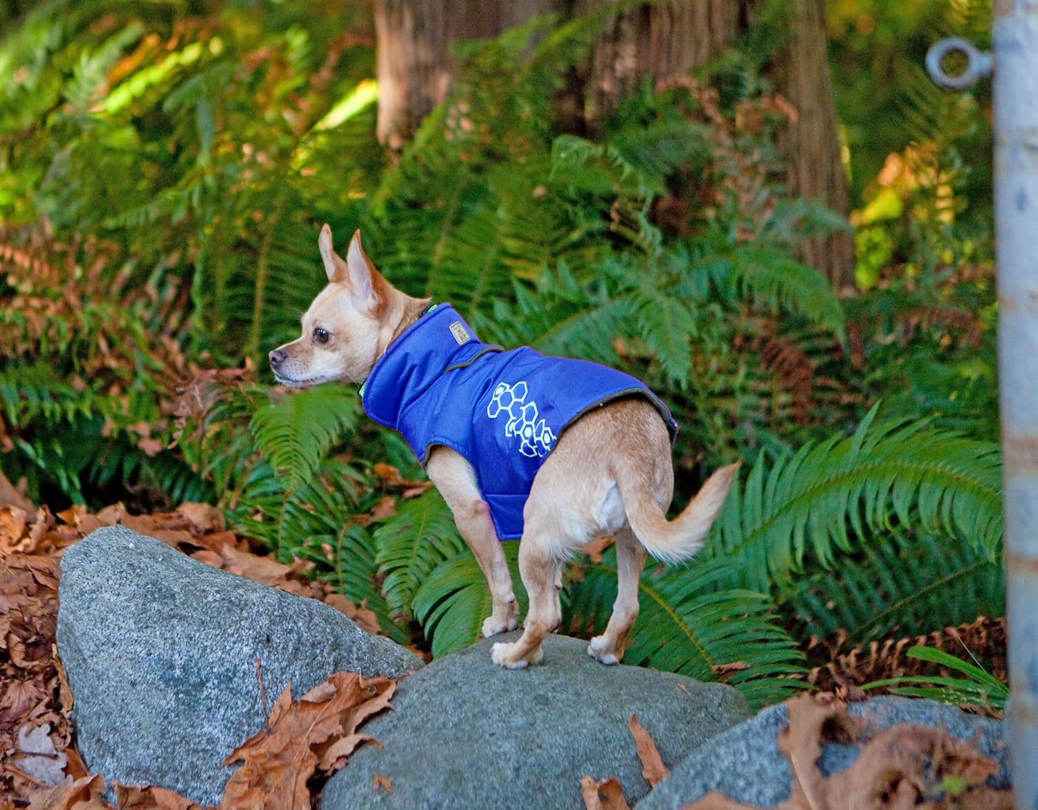 rc pet venture outerwear