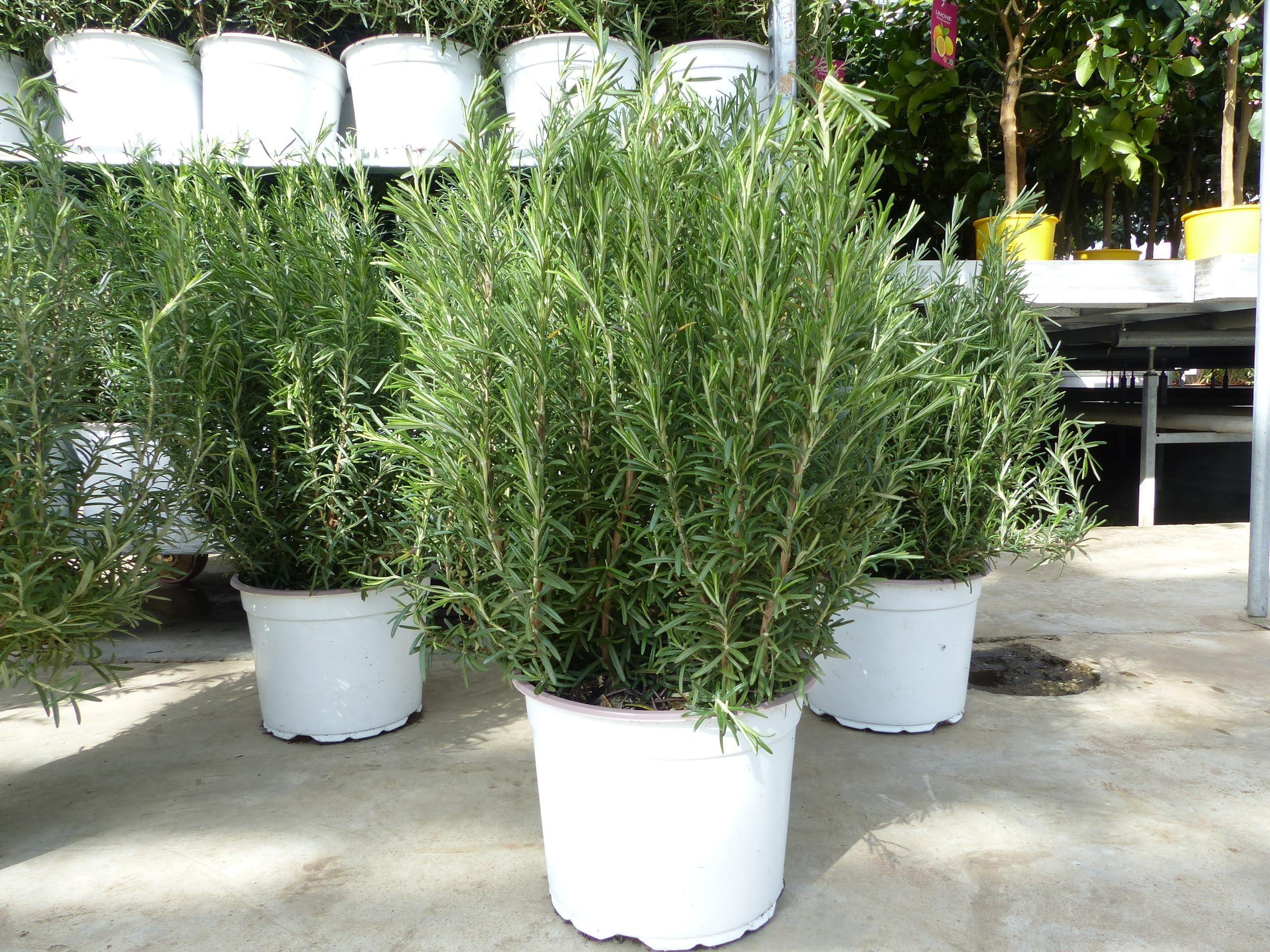 54+ Rosmarin Pflanze Winterhart, Grundsätzlich lässt sich rosmarin