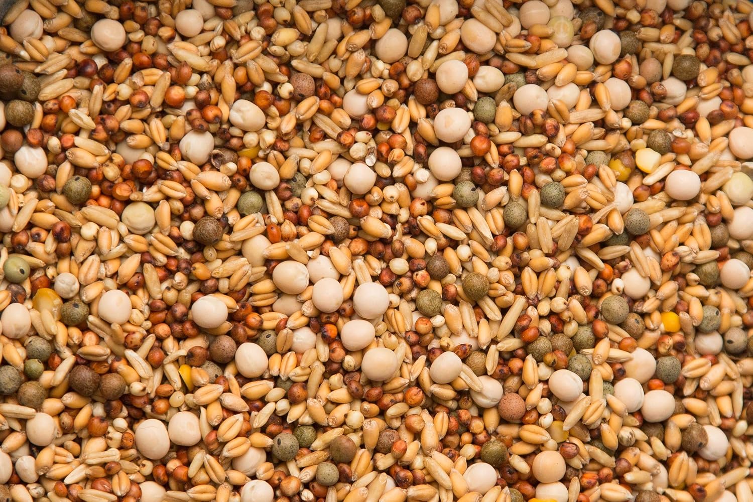 Purgrain Daily 14% no corn–50 lb bag