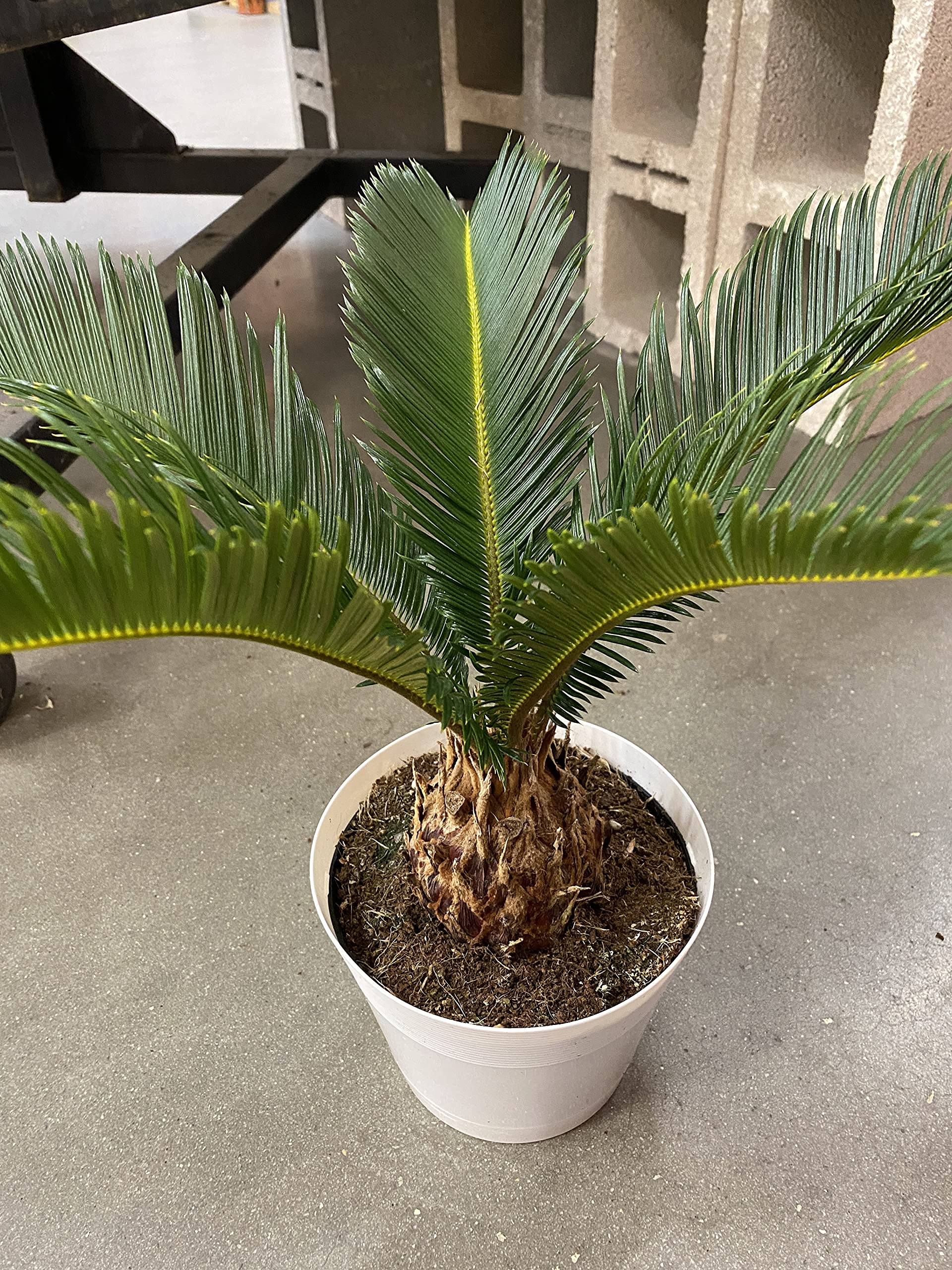Amazon.com : King Sago Palm Tree Real Live Plant, 6