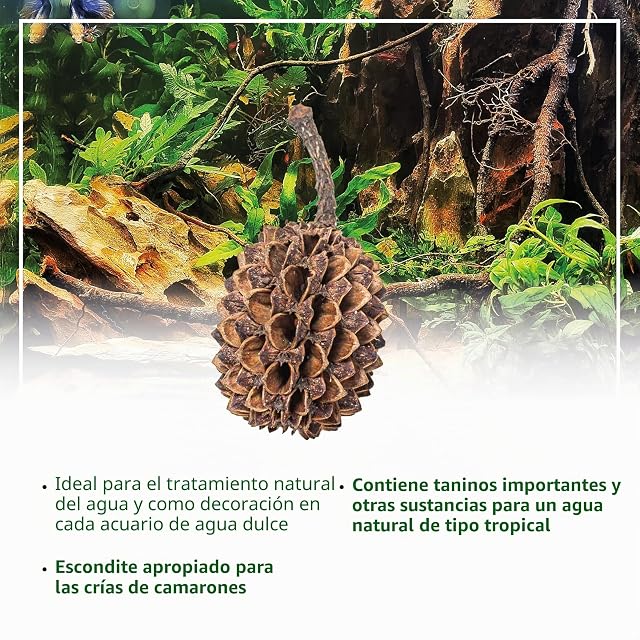 Foto 3 de 5 de Conos Casuarina Acuario 1-3 cm - 50 Uds Acondicionador