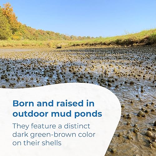 Miniatura 4 de Toledo Goldfish Caracoles trampilla vivos, perfectos para estanques, acuarios o tanques, 50 unidades