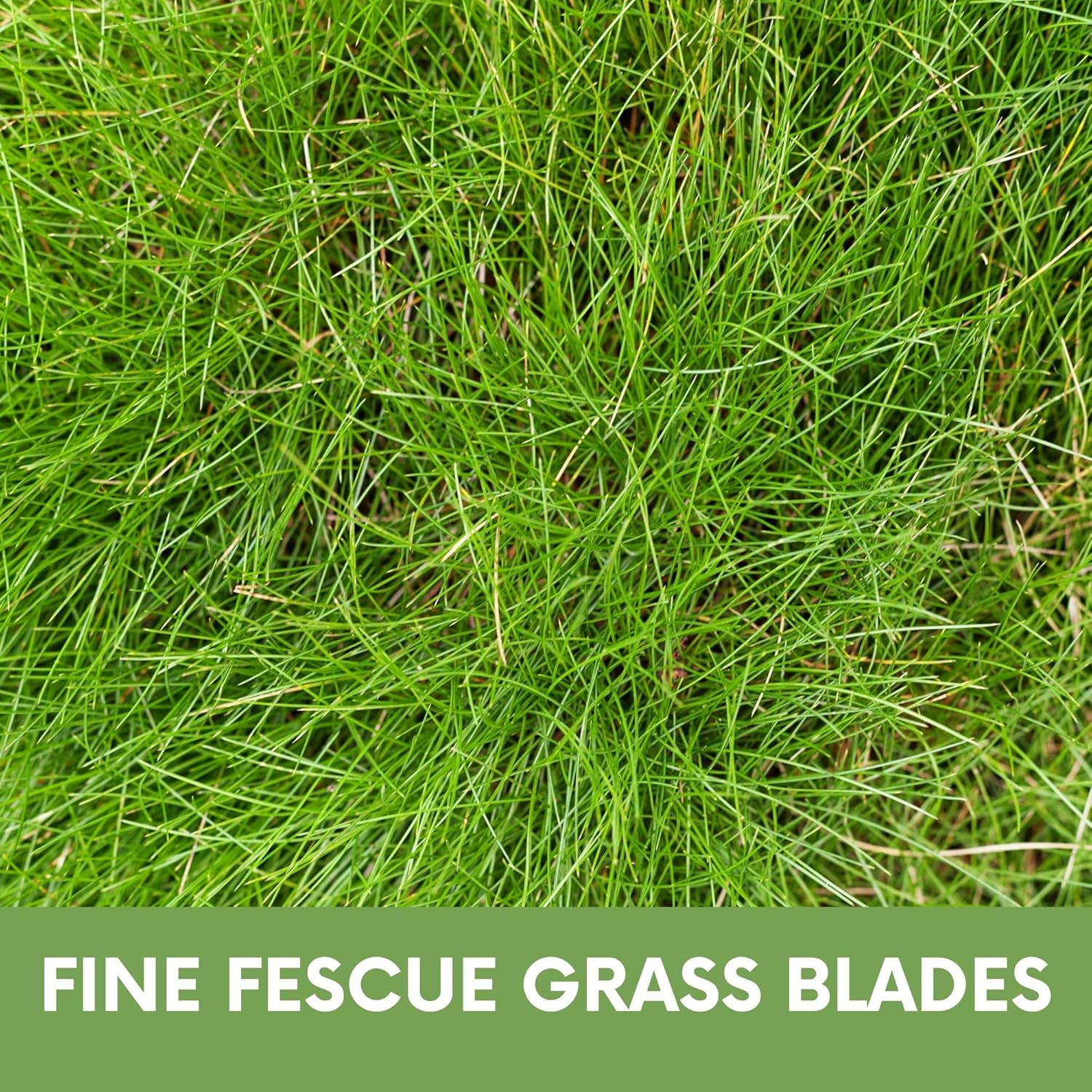 Flawn Seed Kits Simple Lawn Mow Less Fine Fescue Grass Seed, 2 Lbs, Low Maintenance Lawn, Shake to Spread, Covers up to 1000 SqFt