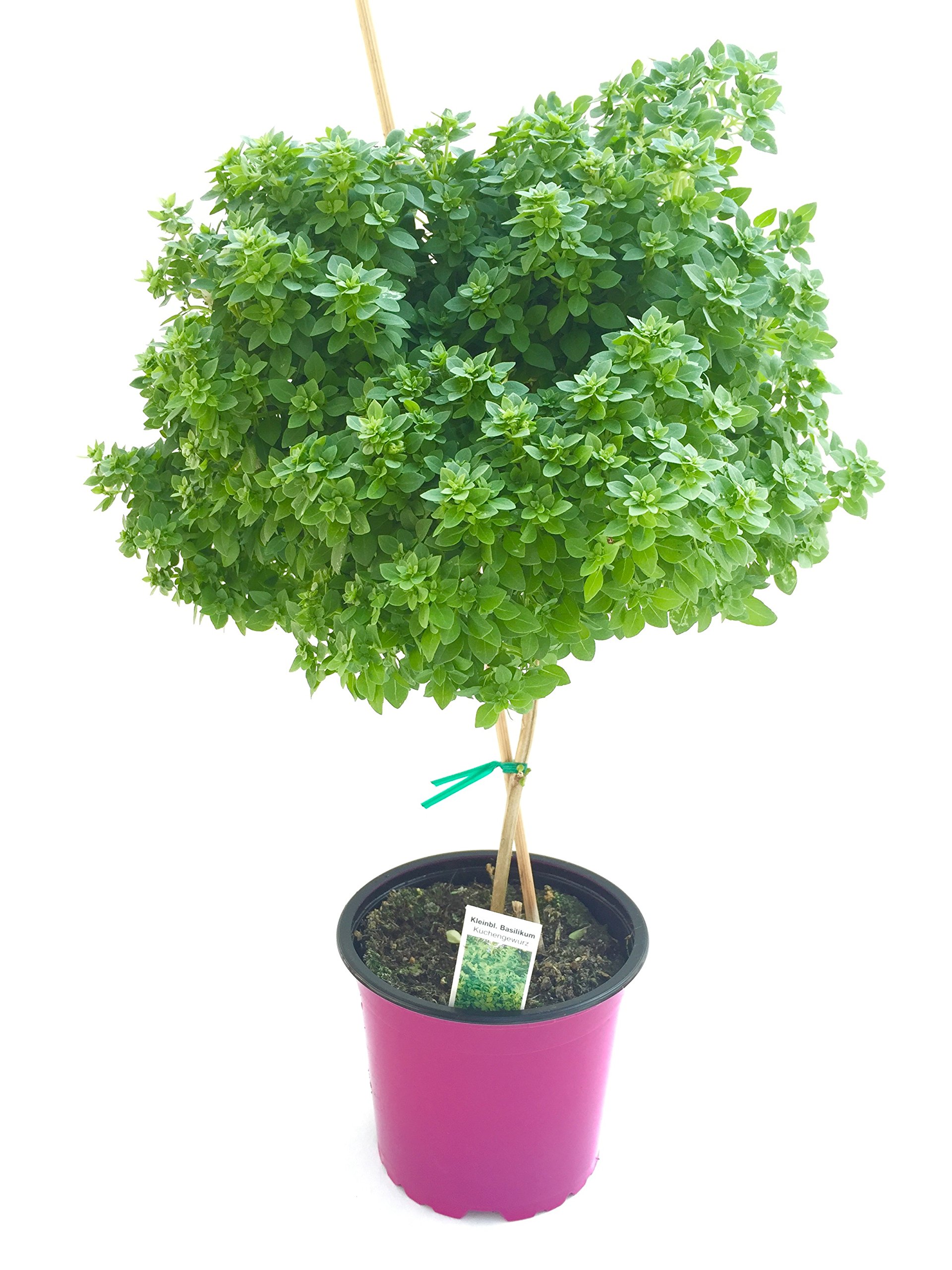 Veredeltes Basilikum Stmmchen, Kruterpflanze ca. 25-30cm gro!, Basilikum  Pflanze : Amazon.de: Garten