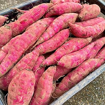 鹿児島産新ジャガイモ大サイズ20kg＆茨城県紅はるかLサイズ10kg 鹿児島産新ジャガイモ大サイズ20kg＆茨城県紅はるかLサイズ10kg