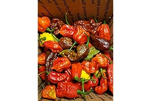 FRESHLY HARVESTED JALAPEÑO, SERRANO, AND HABANERO PEPPERS