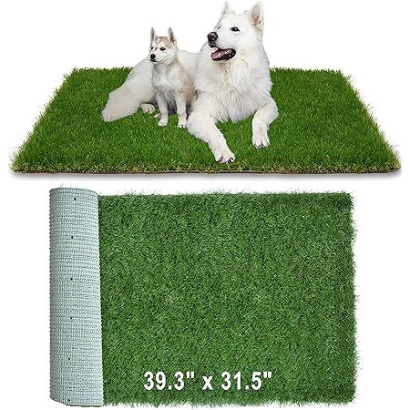 indoor grass patch