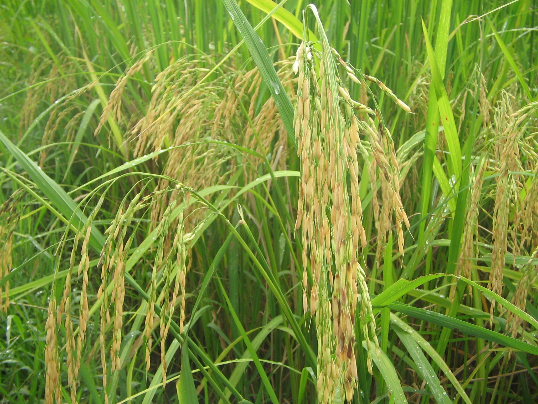 100 Seeds Of Rarest Paddy Jammu And Kashmir Basmati Rice | Desertcart ...