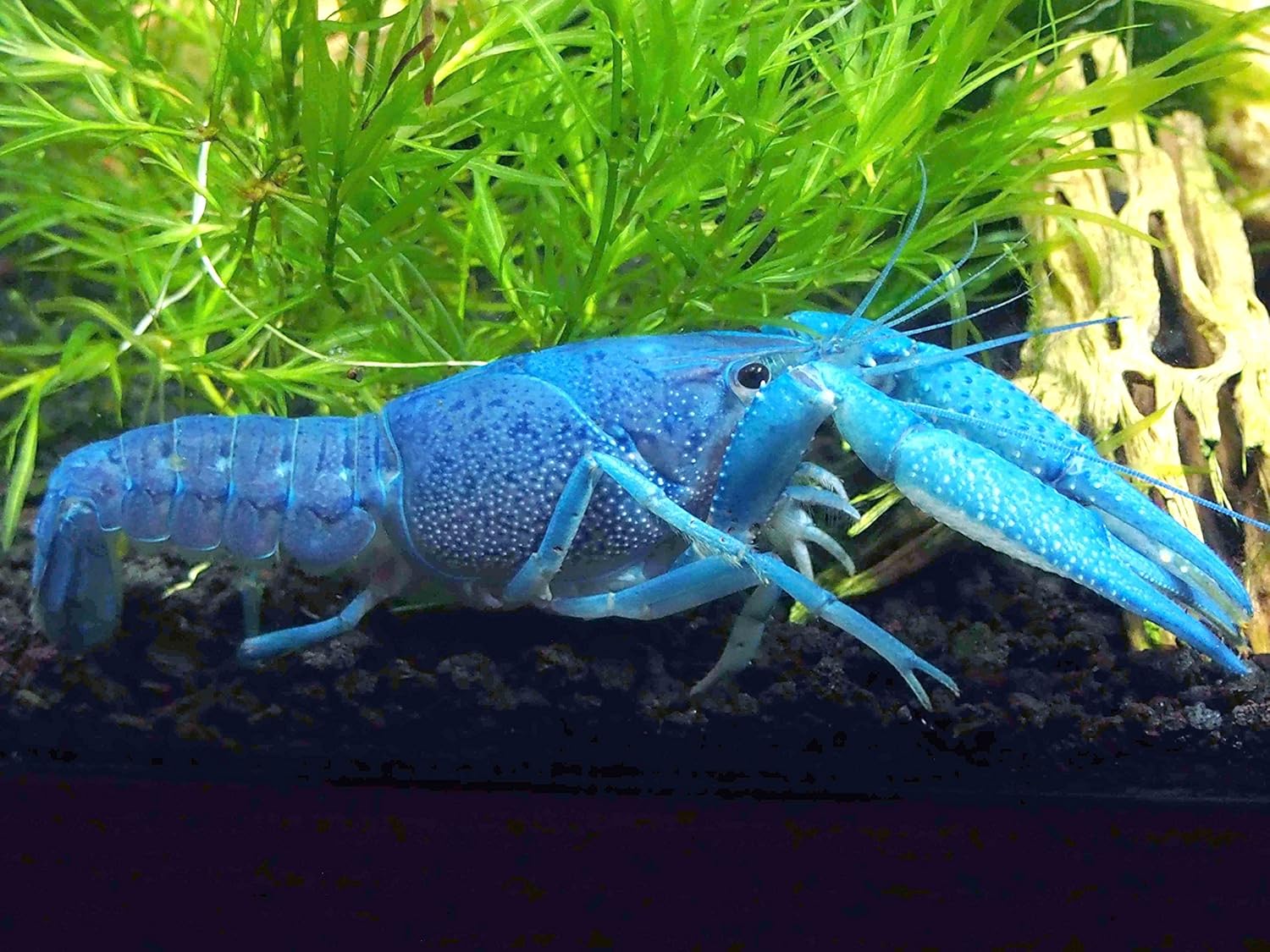 crayfish petsmart