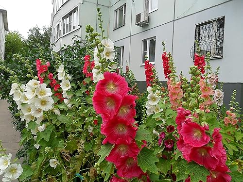 Miniatura 6 de Semillas Hollyhock Spring Mix Flores perennes