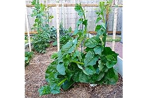 500 Green Malabar Spinach Seeds
