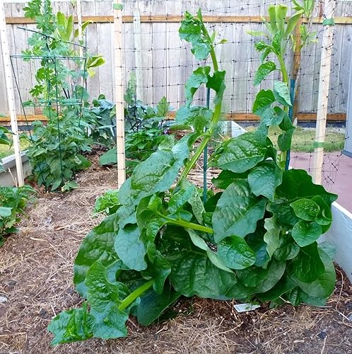 500 semillas de espinaca malabar verde amantes del calor, sensibles a las heladas. vid de rápido crecimiento